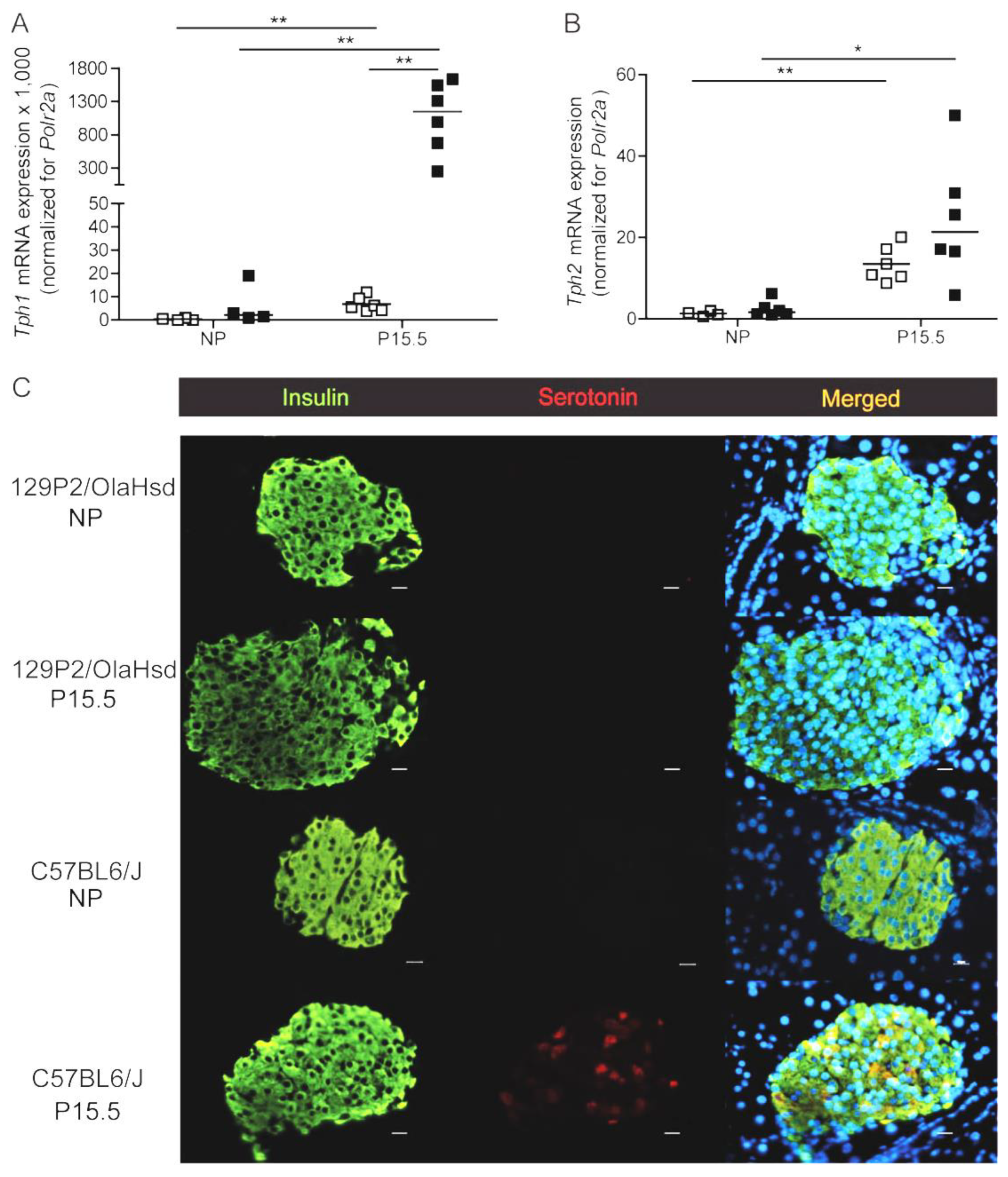 Ijms 23 15816 g004 Ijms 23 15816 g004