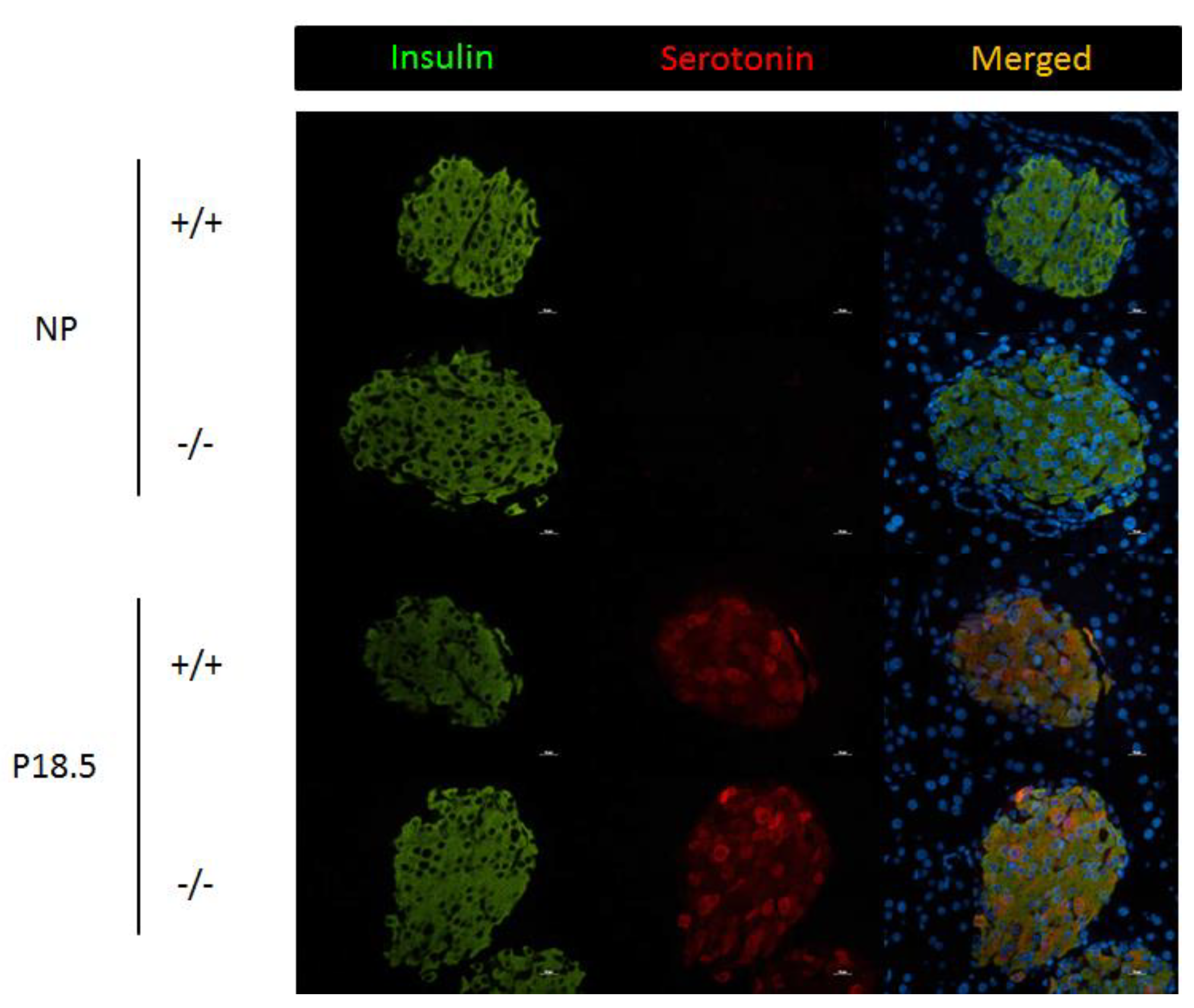 Ijms 23 15816 g009 Ijms 23 15816 g009