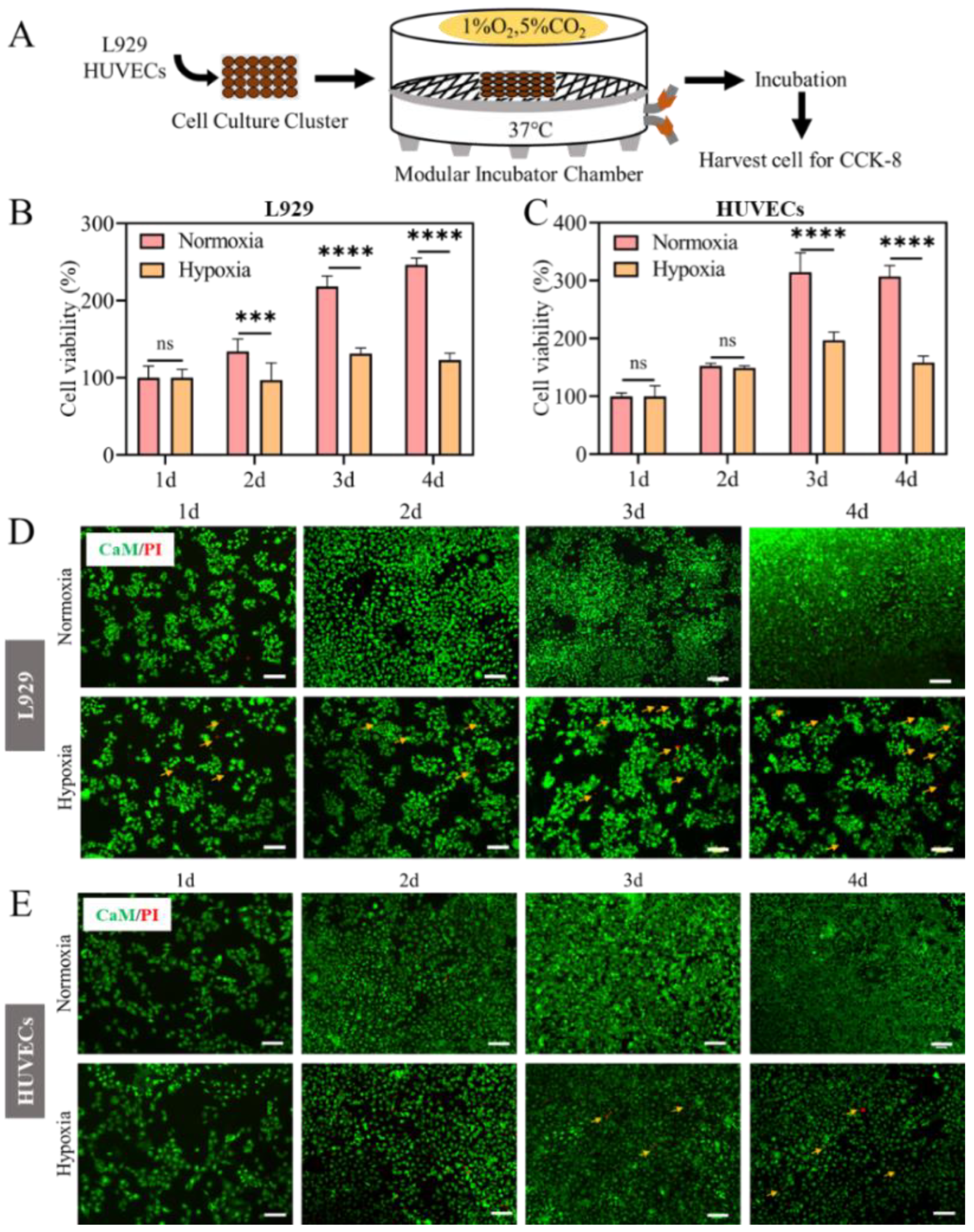 Ijms 23 15832 g001 Ijms 23 15832 g001
