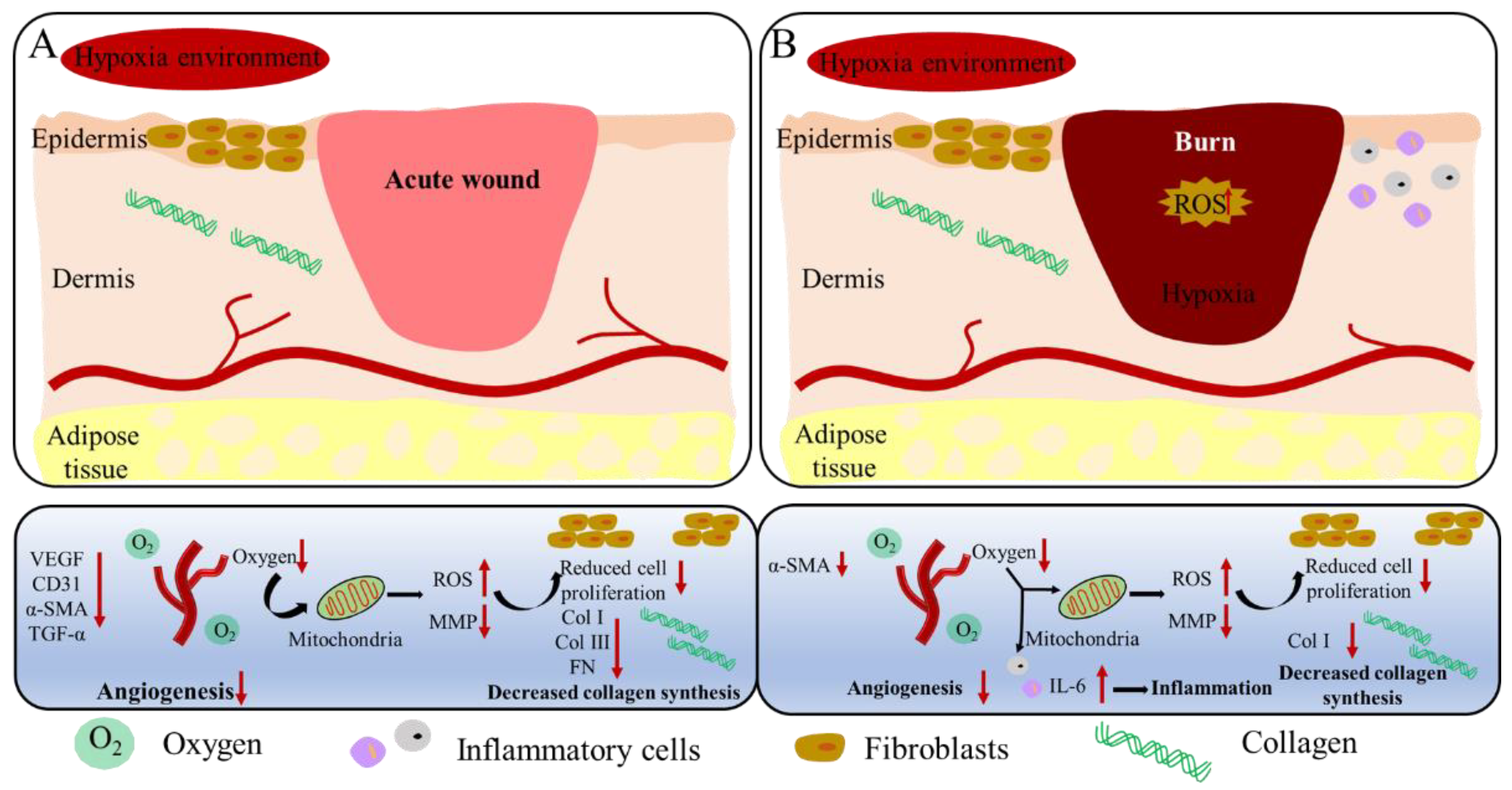 Ijms 23 15832 g011 Ijms 23 15832 g011