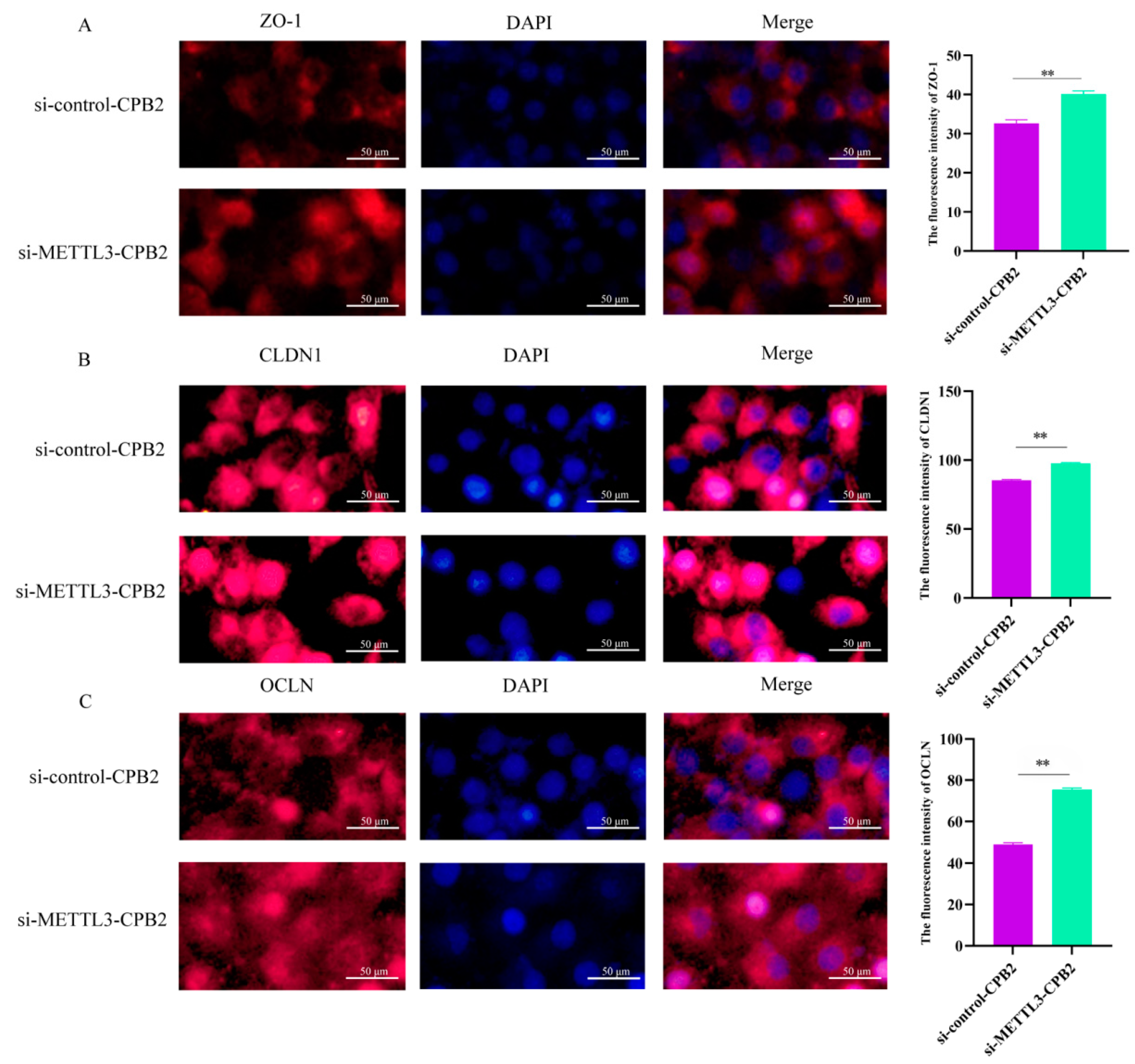 Ijms 23 15833 g006 Ijms 23 15833 g006