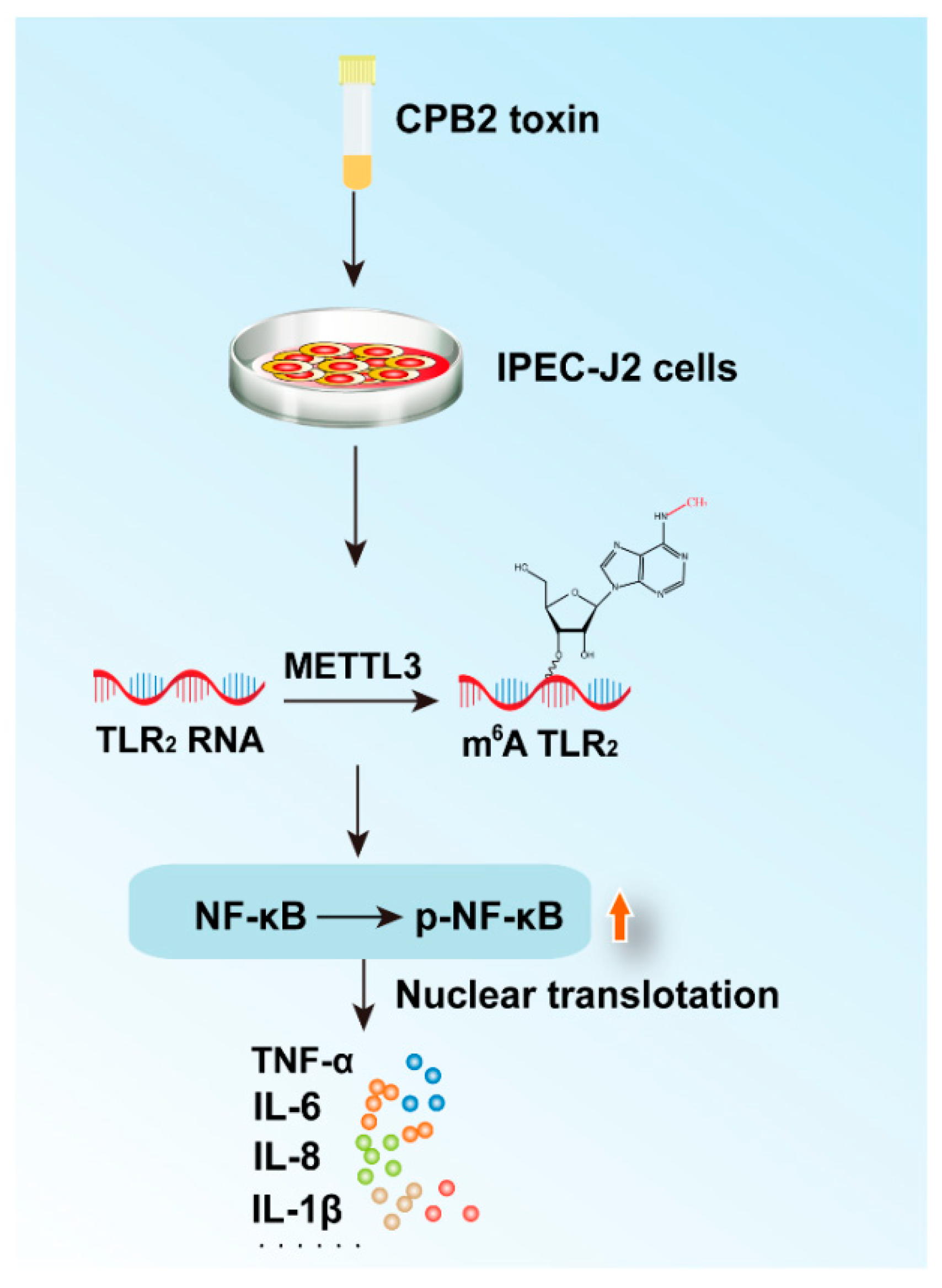 Ijms 23 15833 g009 Ijms 23 15833 g009
