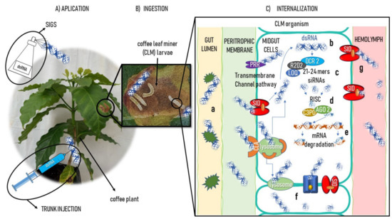 Current Scenario of Exogenously Induced RNAi for Lepidopteran ...