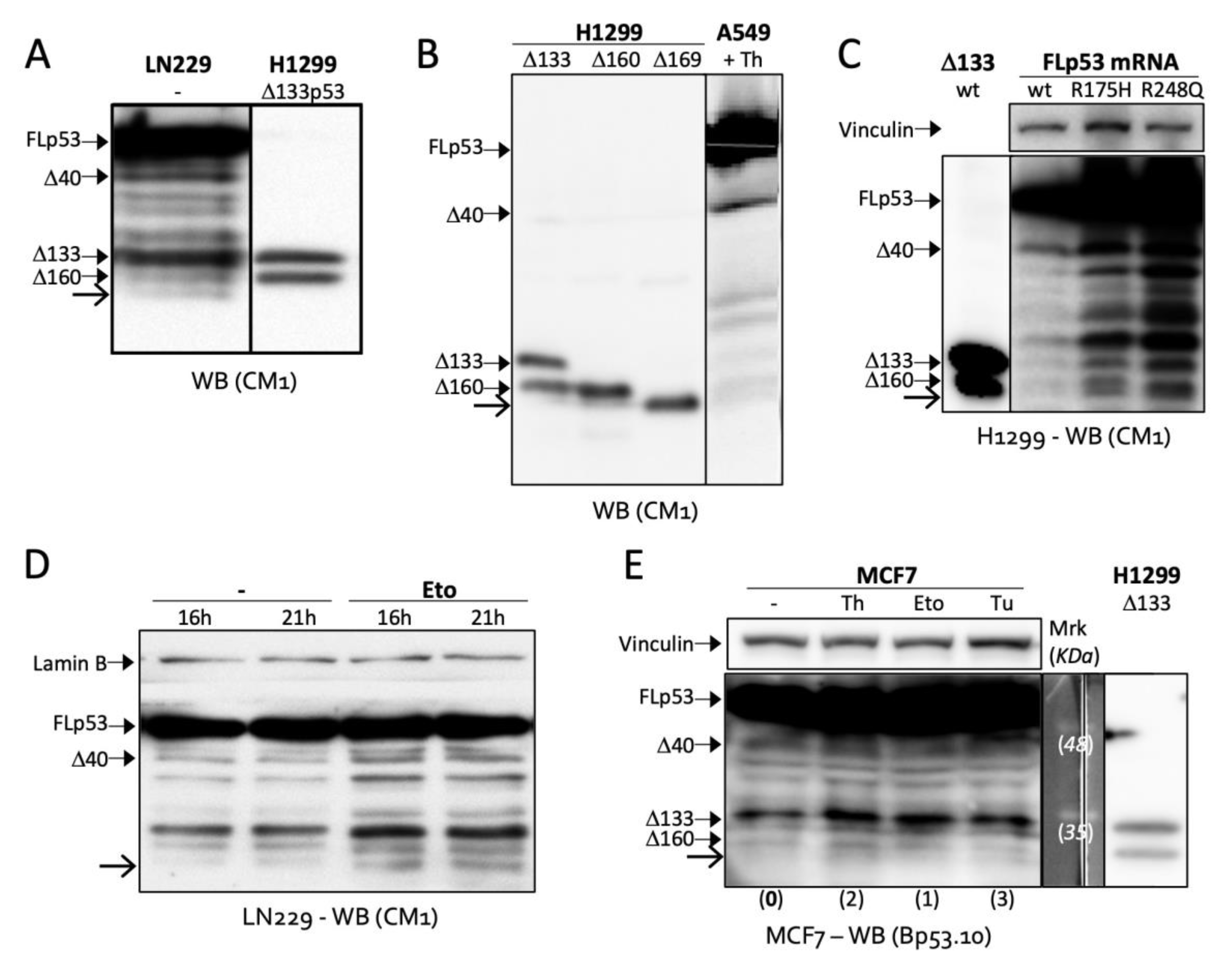 Ijms 23 15844 g002 Ijms 23 15844 g002