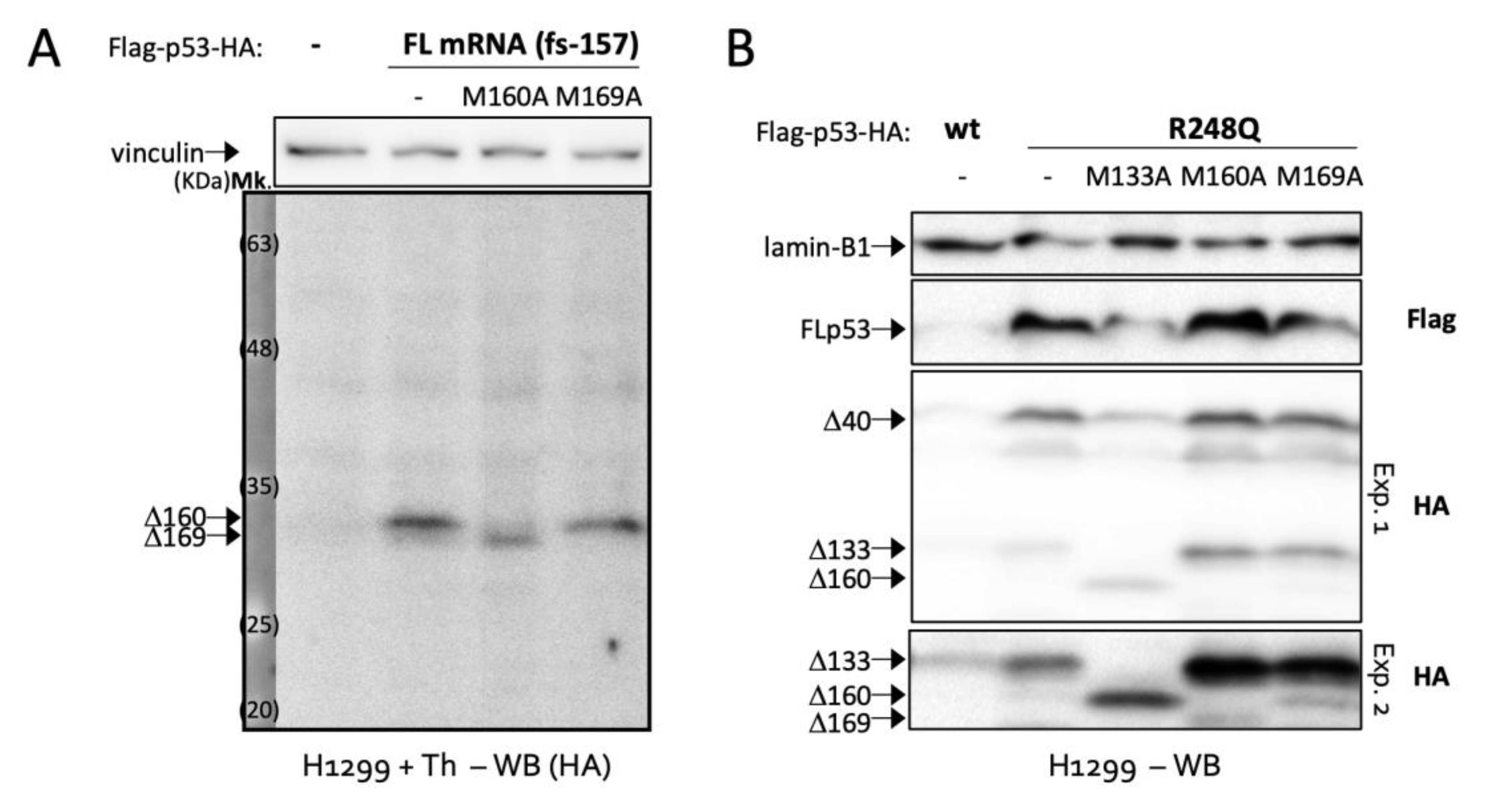 Ijms 23 15844 g003 Ijms 23 15844 g003