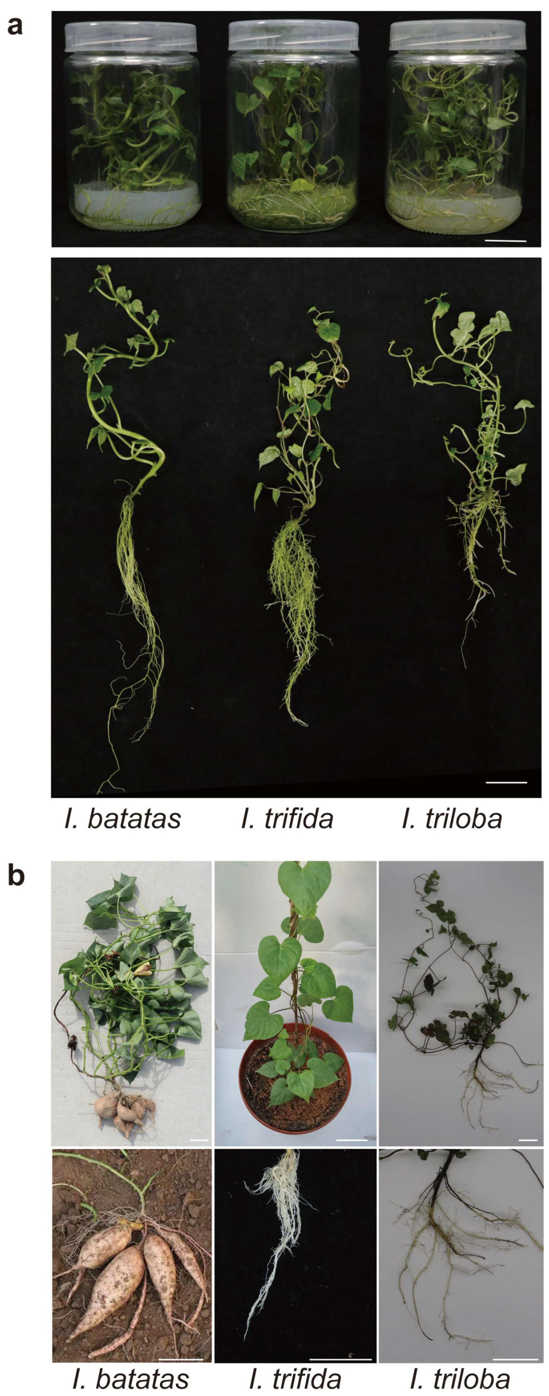 Ijms 23 15848 g001 Ijms 23 15848 g001