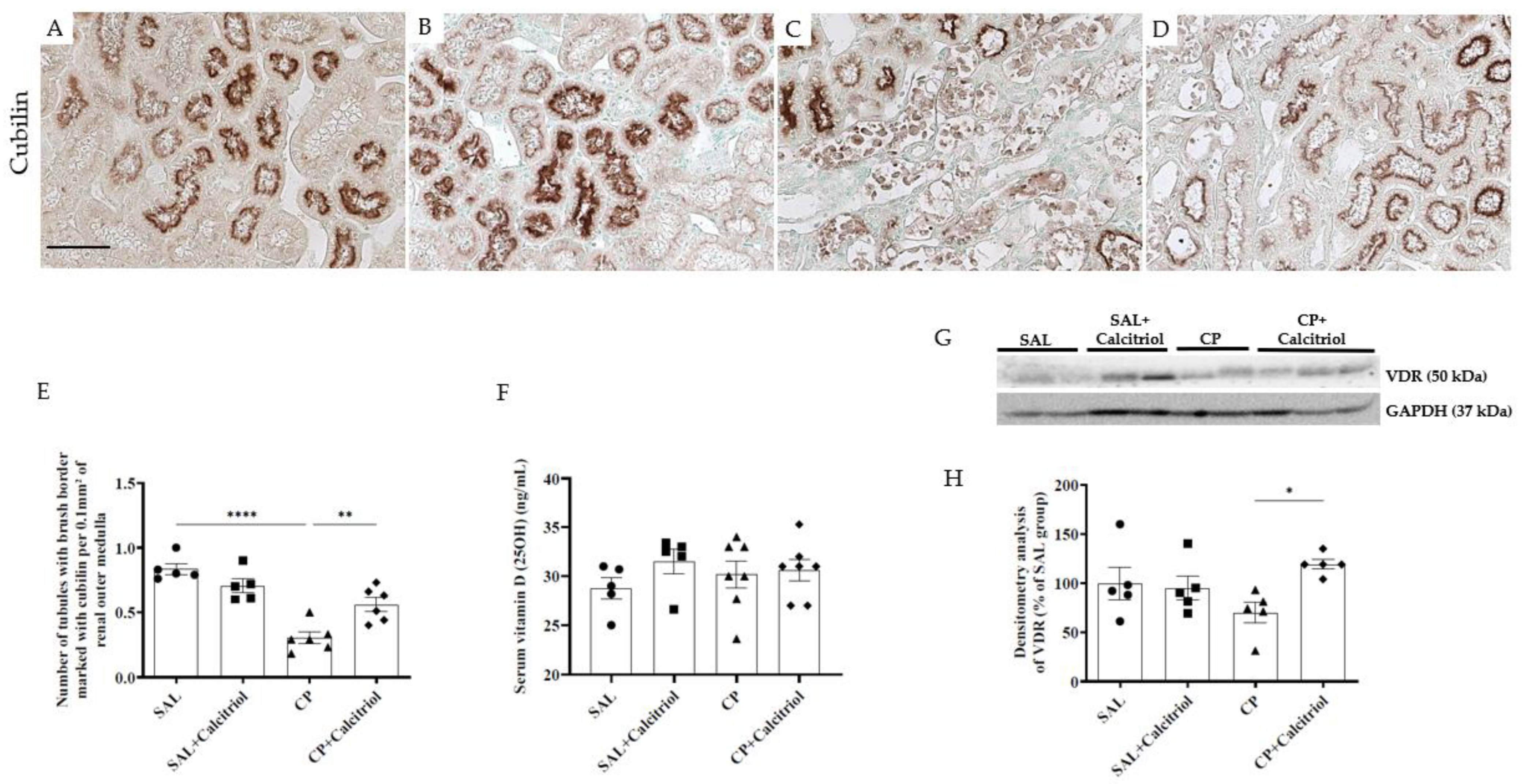 Ijms 23 15877 g004 Ijms 23 15877 g004
