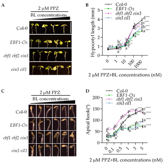 IJMS Free FullText EBF1 Negatively Regulates Brassinosteroid
