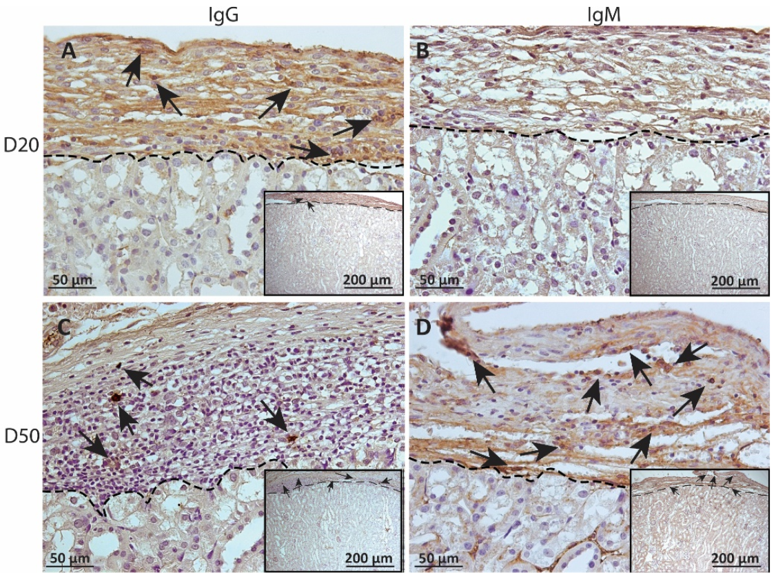 Ijms 23 15894 g006 Ijms 23 15894 g006