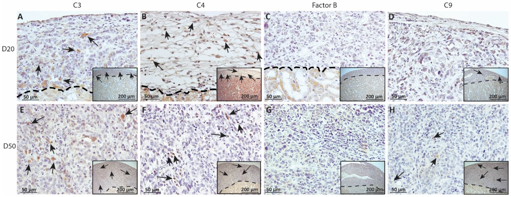 Ijms 23 15894 g008 Ijms 23 15894 g008