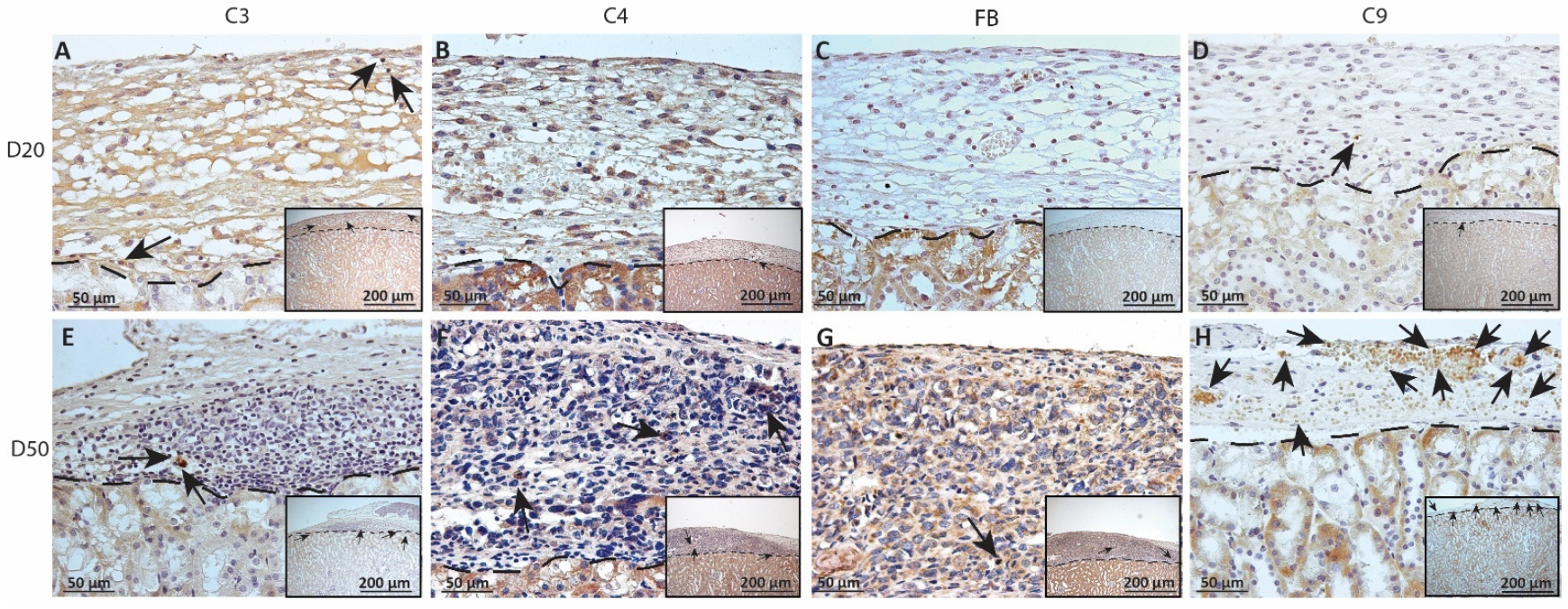 Ijms 23 15894 g009 Ijms 23 15894 g009