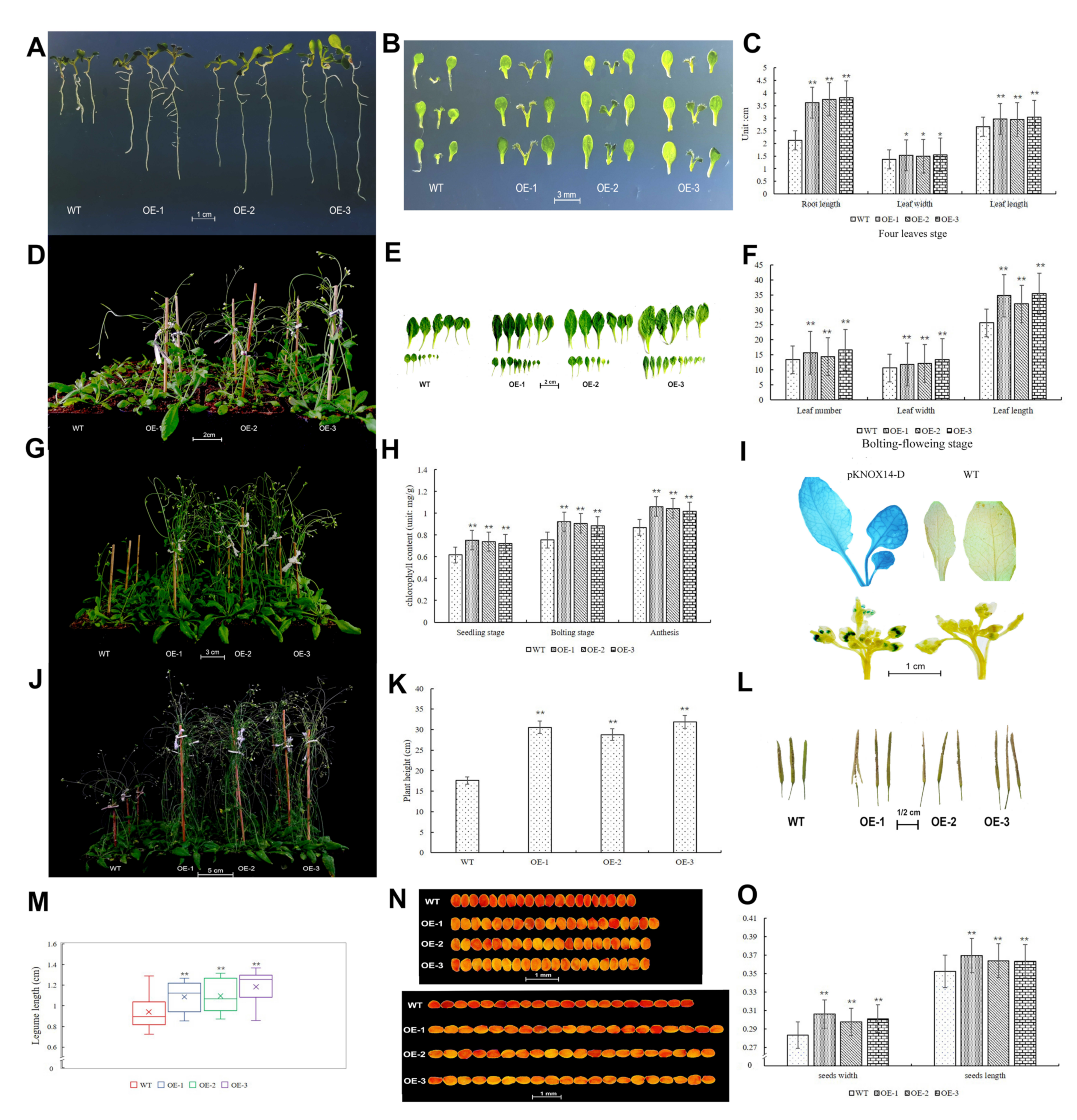 Ijms 23 15918 g008 Ijms 23 15918 g008