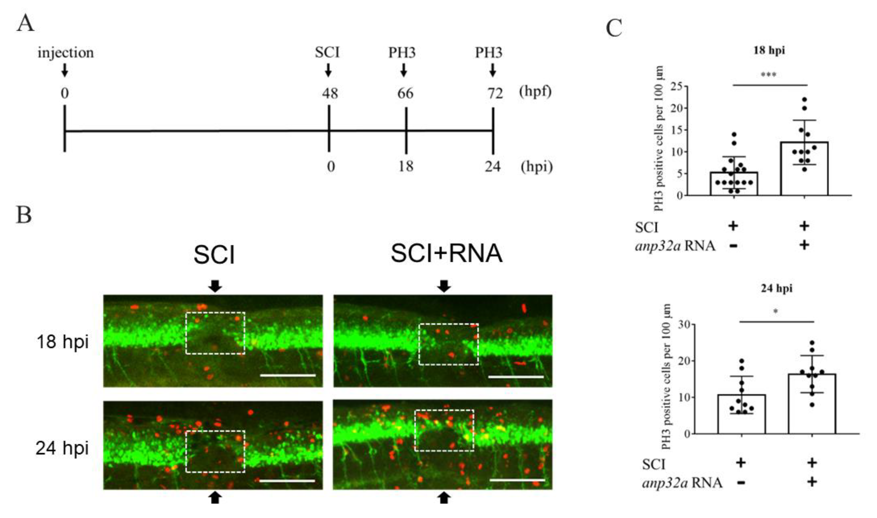 Ijms 23 15921 g005 Ijms 23 15921 g005