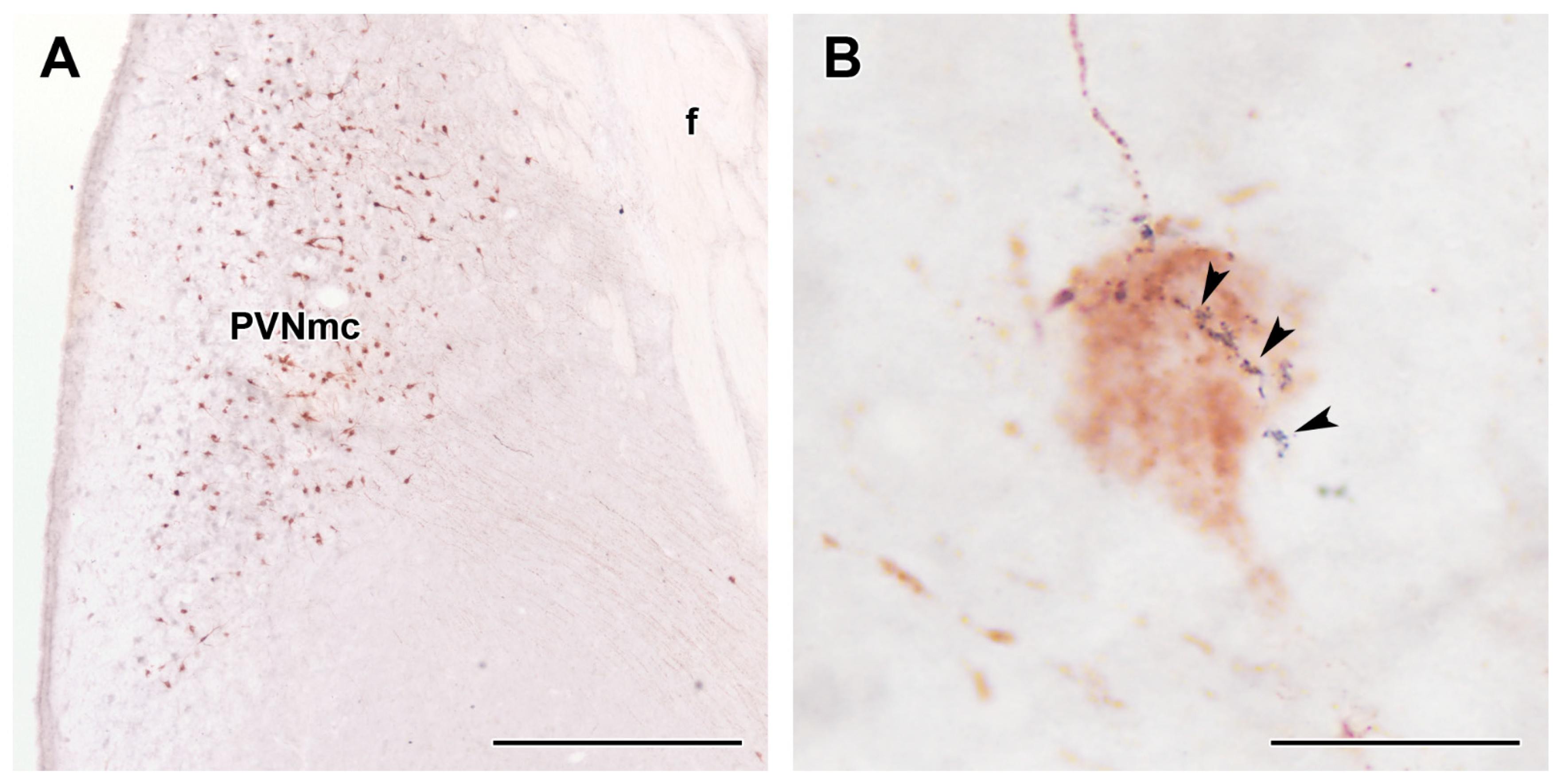 Ijms 23 15945 g005 Ijms 23 15945 g005