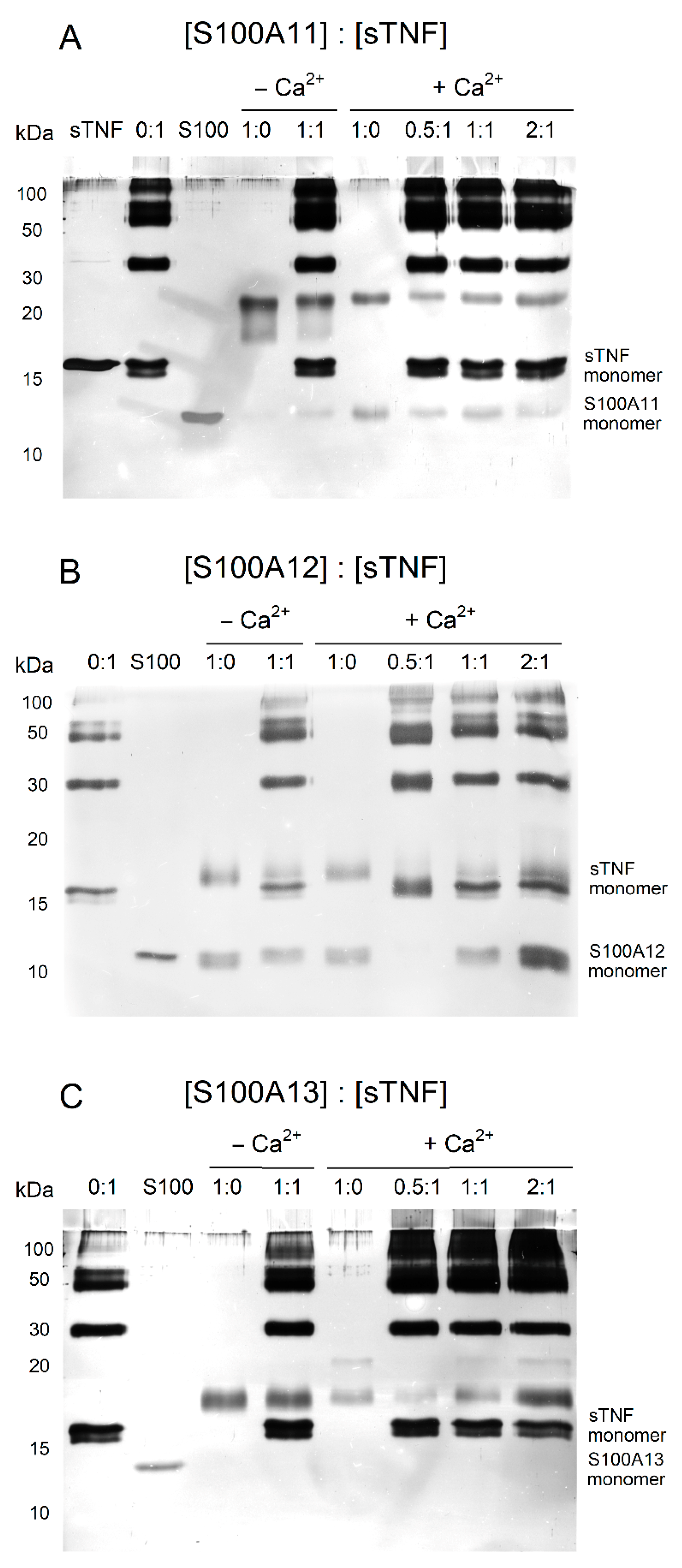 Ijms 23 15956 g003 Ijms 23 15956 g003