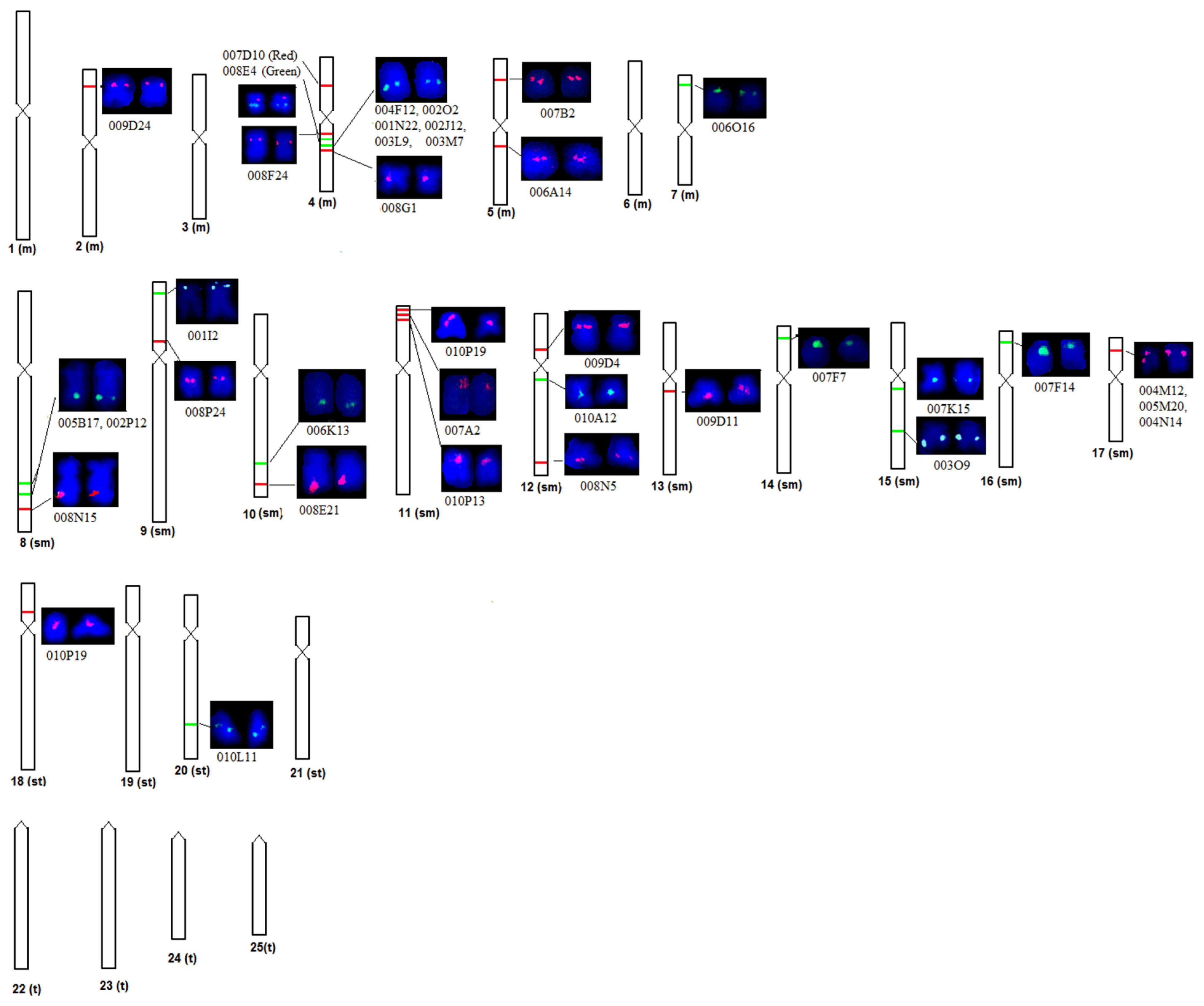 IJMS Free Full-Text BAC-FISH Based Physical Map of Endangered Catfish Clarias magur for Chromosome Cataloguing and Gene Isolation through Positional Cloning pic