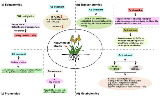 Multi-Omics Uncover the Mechanism of Wheat under Heavy Metal Multi-Omics Uncover the Mechanism of Wheat under Heavy Metal