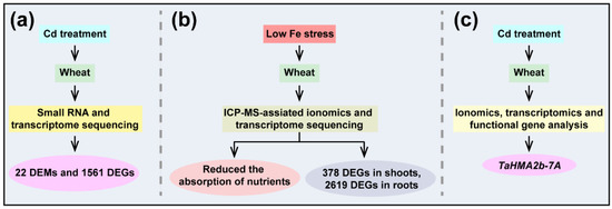Multi-Omics Uncover the Mechanism of Wheat under Heavy Metal Stress