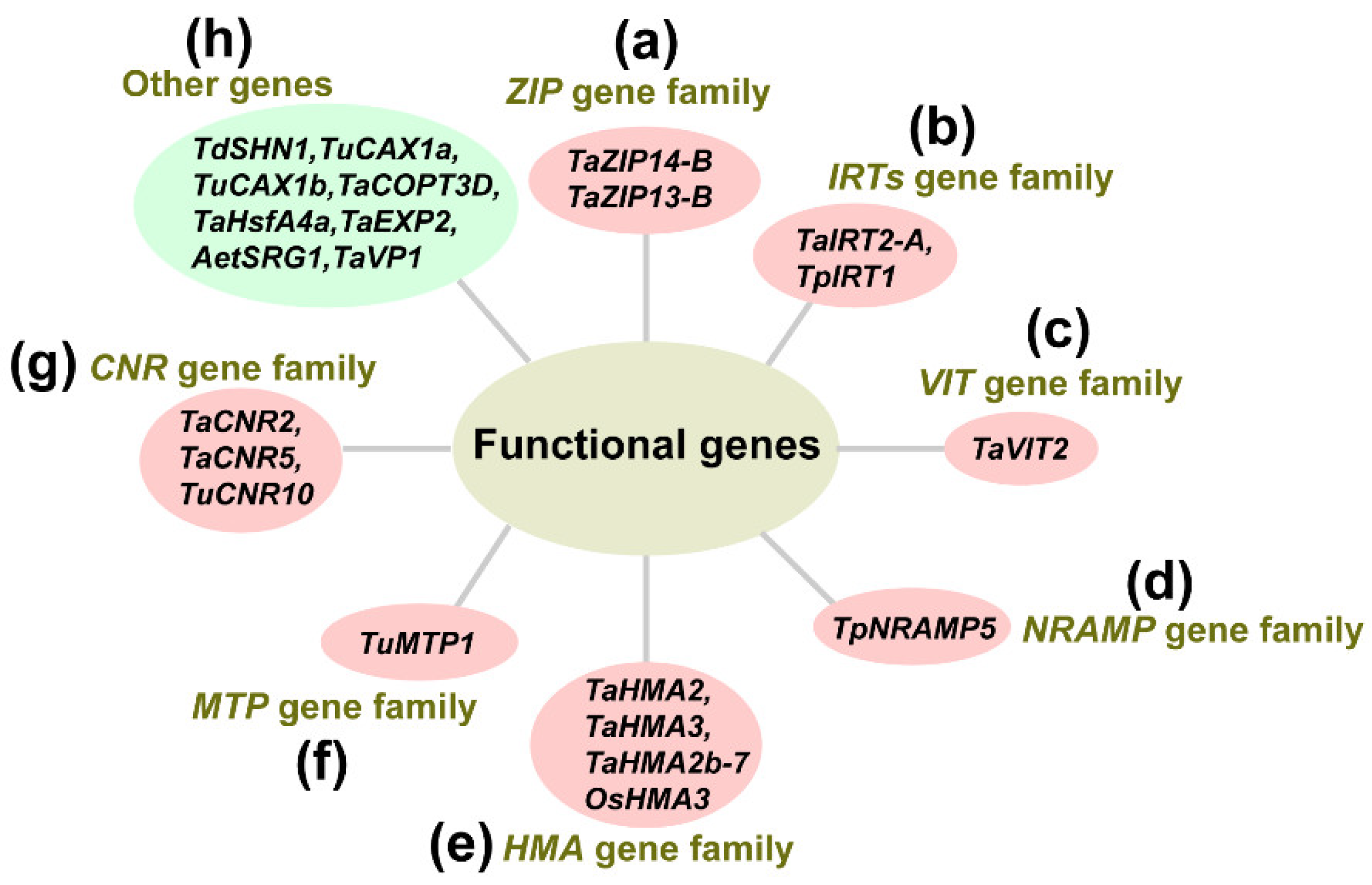 Multi-Omics Uncover the Mechanism of Wheat under Heavy Metal Multi-Omics Uncover the Mechanism of Wheat under Heavy Metal