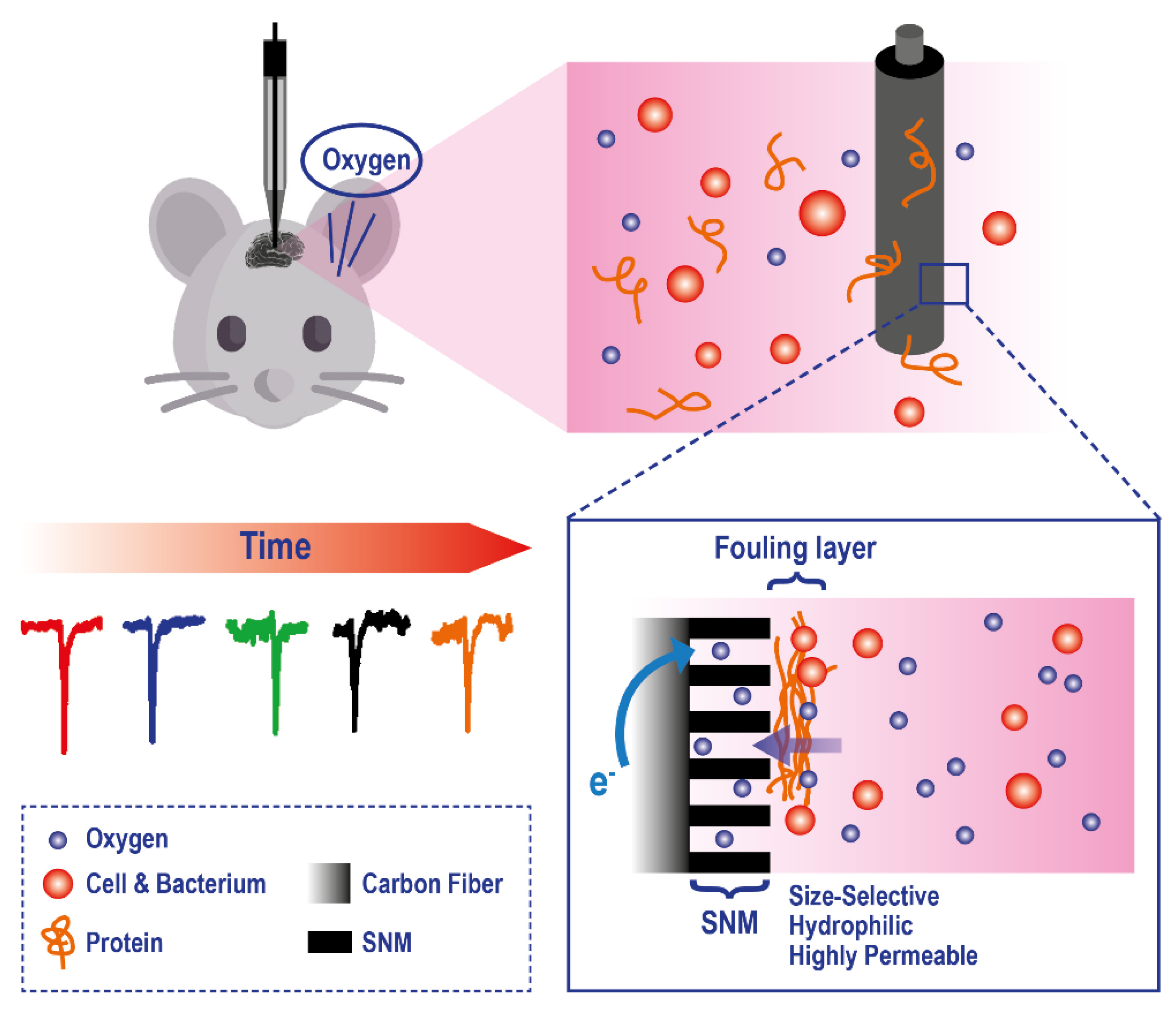 Ijms 23 15971 g009 Ijms 23 15971 g009