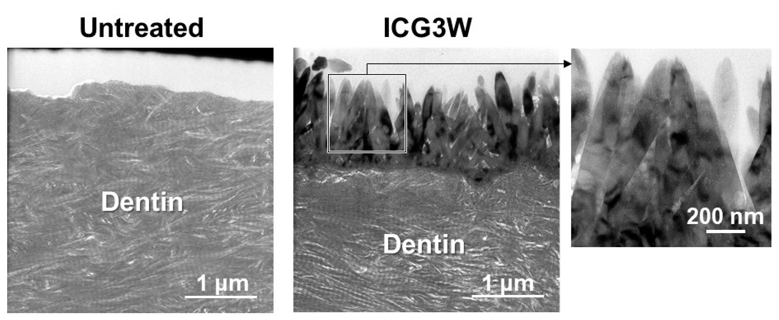 Ijms 23 15981 g004 Ijms 23 15981 g004