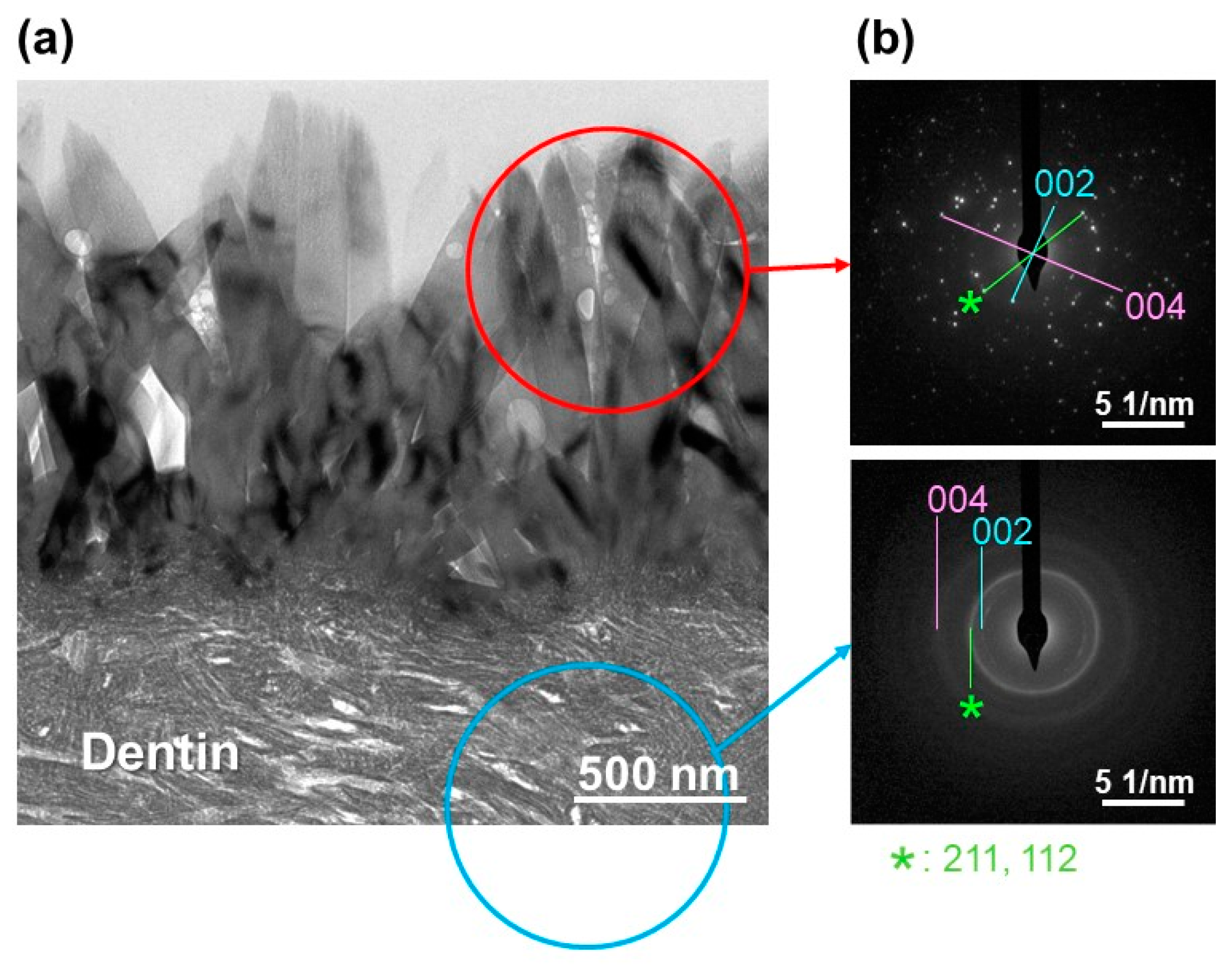 Ijms 23 15981 g007 Ijms 23 15981 g007