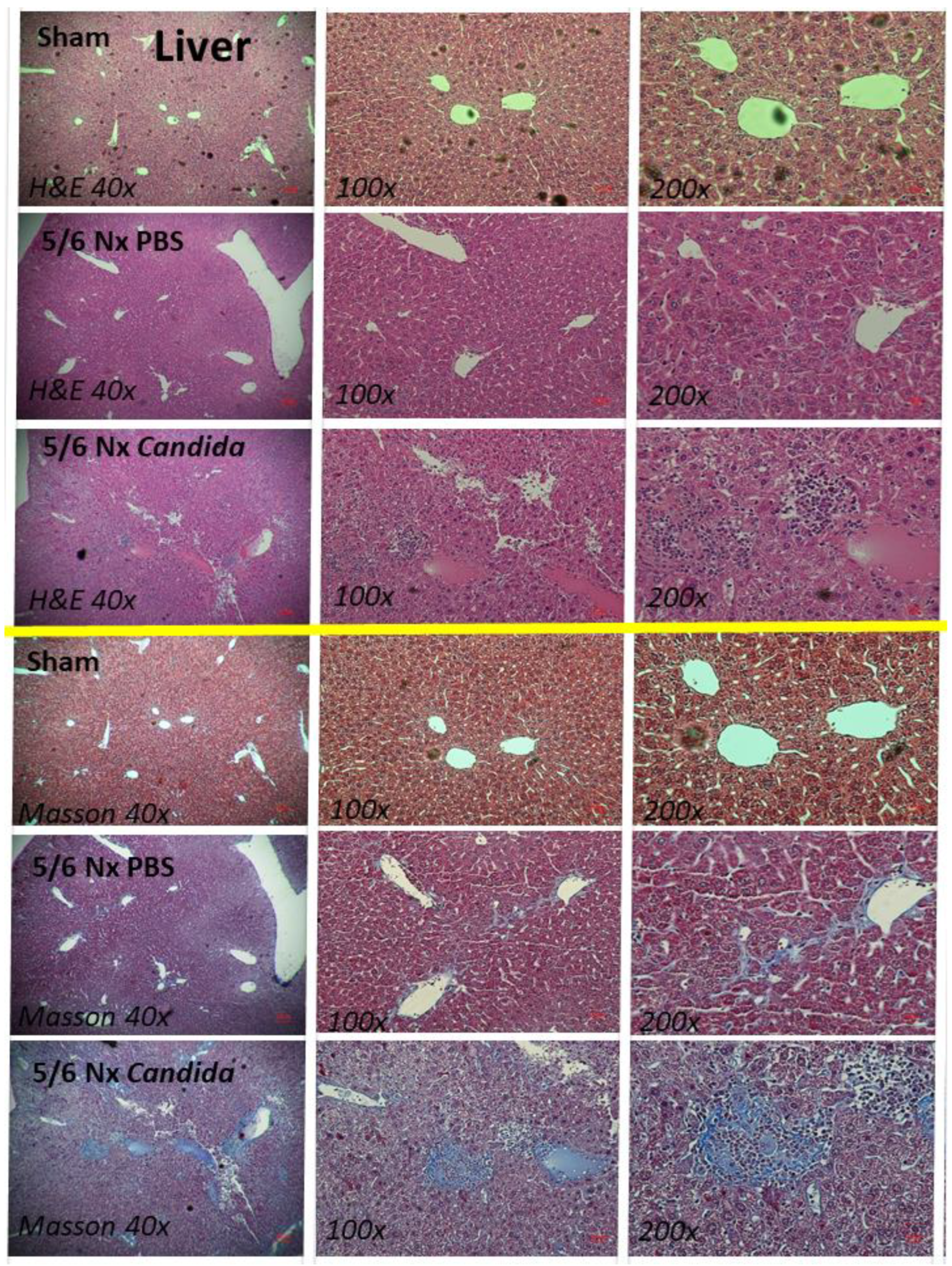 Ijms 23 15987 g004 Ijms 23 15987 g004