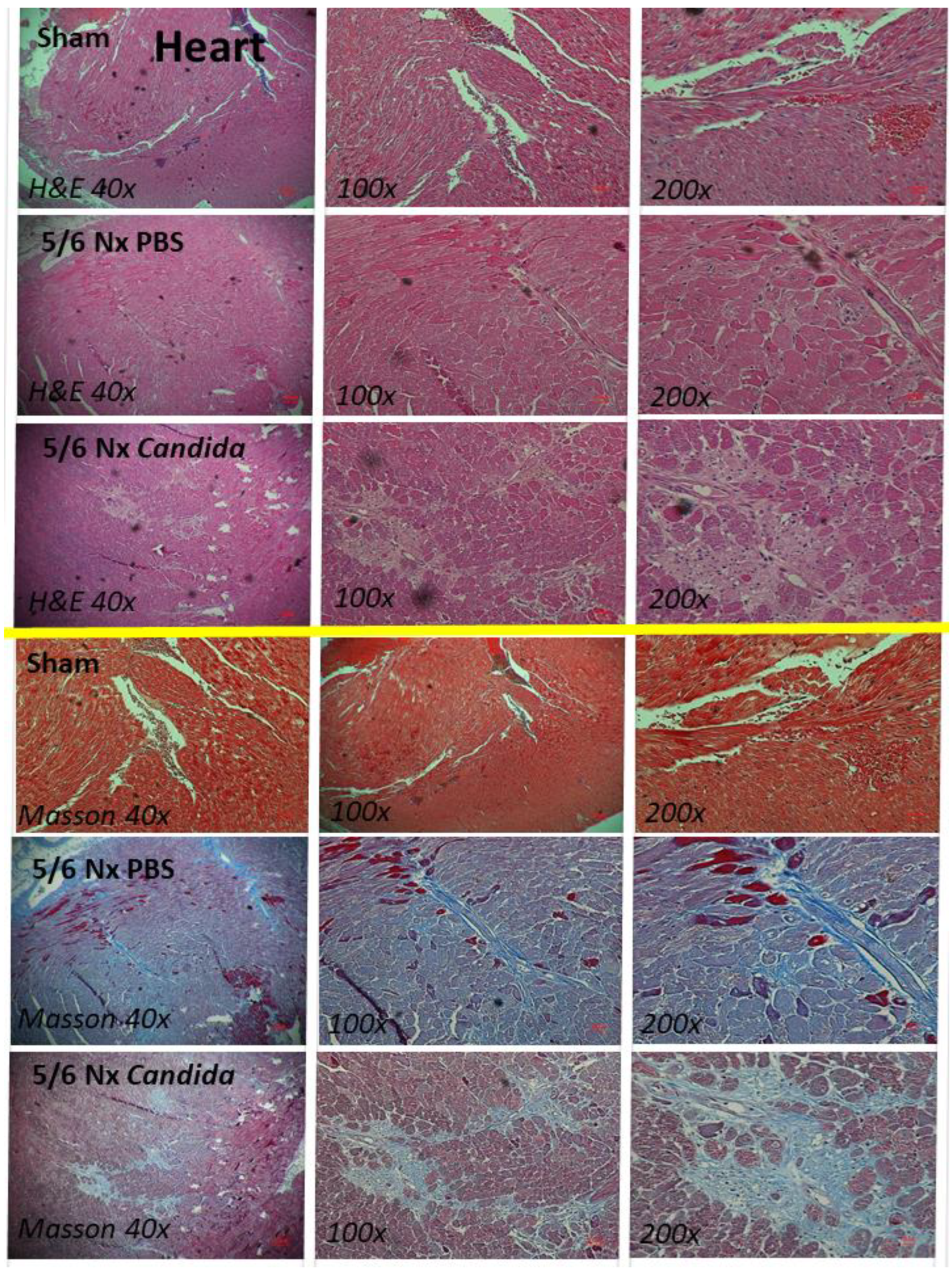 Ijms 23 15987 g005 Ijms 23 15987 g005