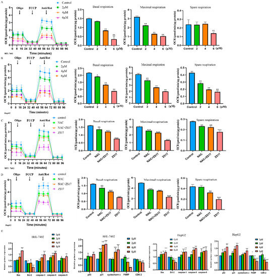 Induction of Apoptosis by Matrine Derivative ZS17 in Human