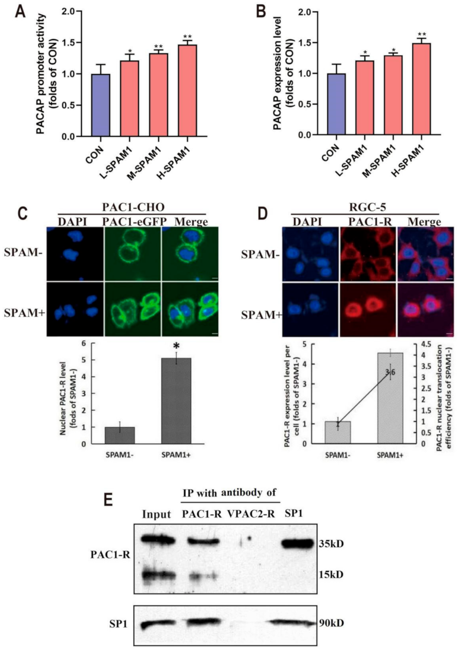 IJMS Free Full Text Novel Small Molecule Positive Allosteric Modulator SPAM1 Triggers the