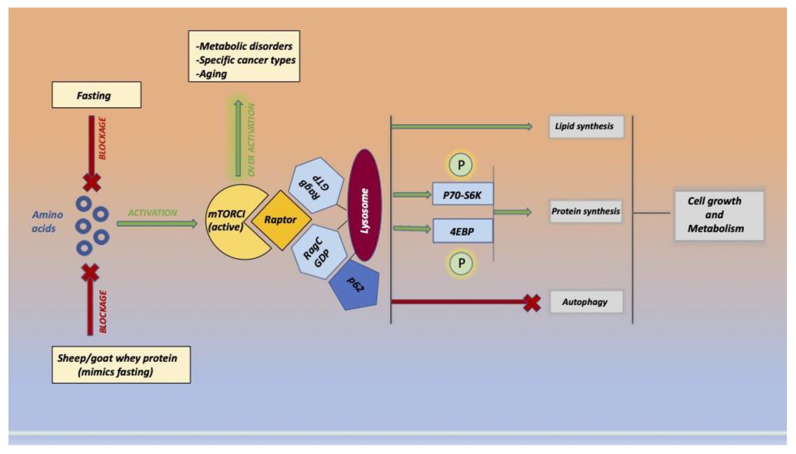 Ijms 23 16002 g005 Ijms 23 16002 g005