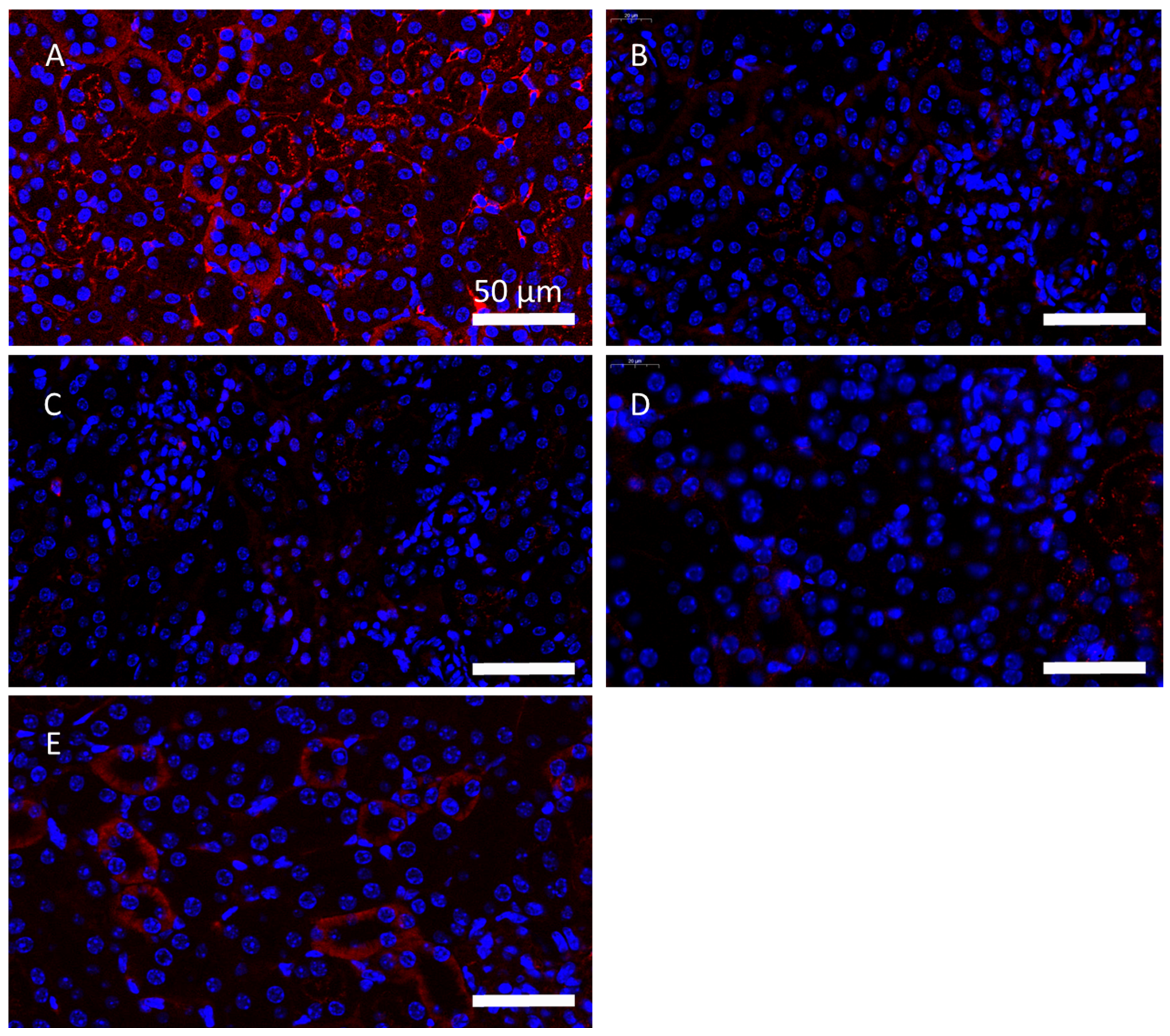 Ijms 23 16030 g006 Ijms 23 16030 g006