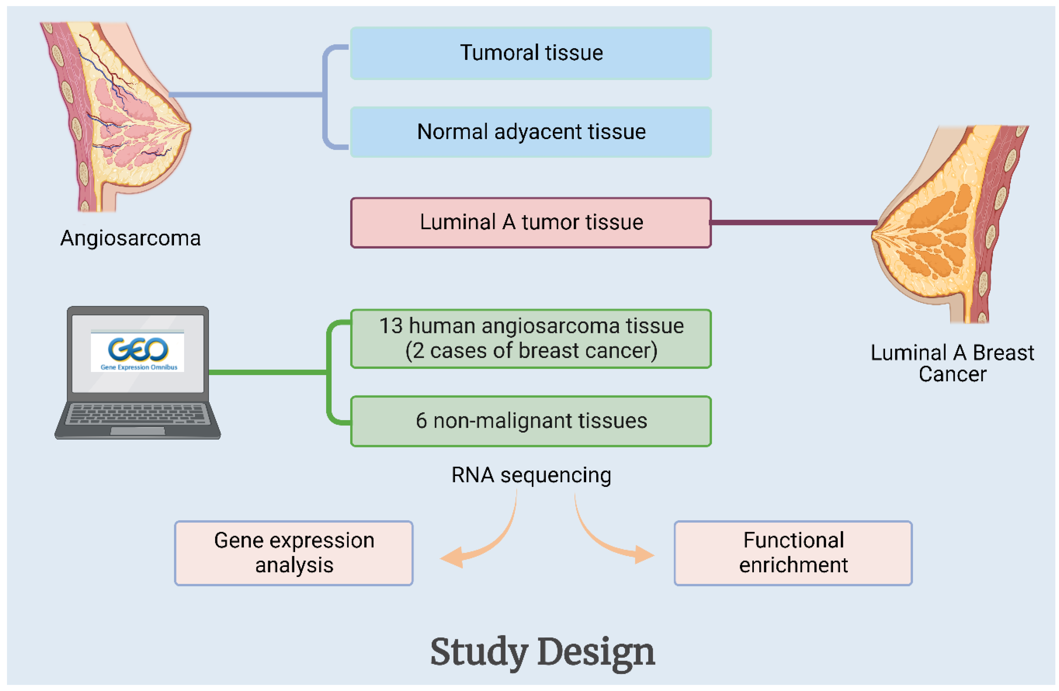 IJMS Free FullText Primary Breast Comparative