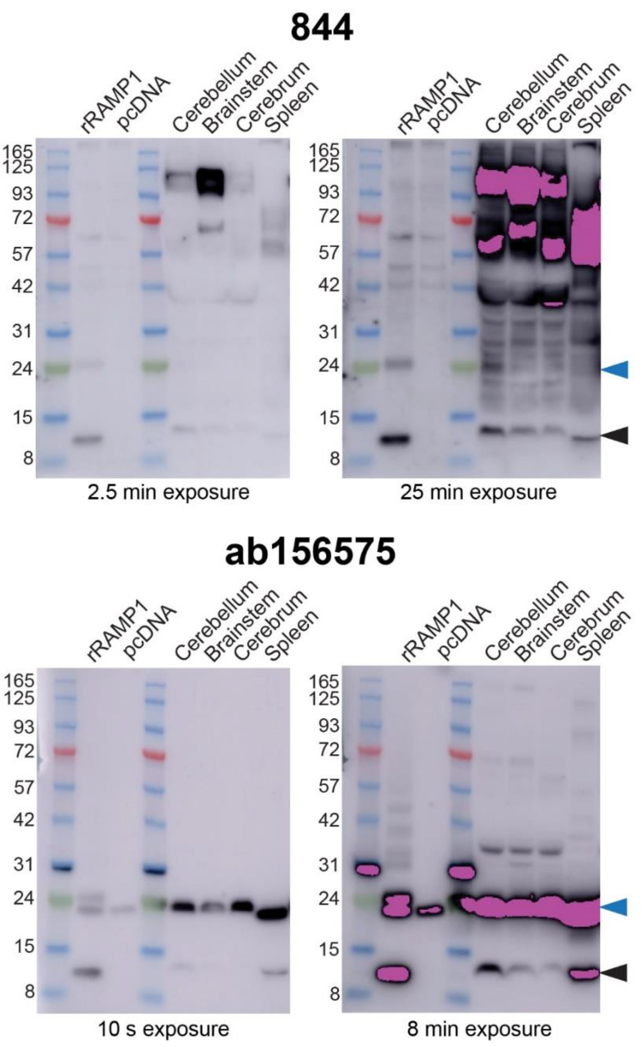 Ijms 23 16035 g005 Ijms 23 16035 g005