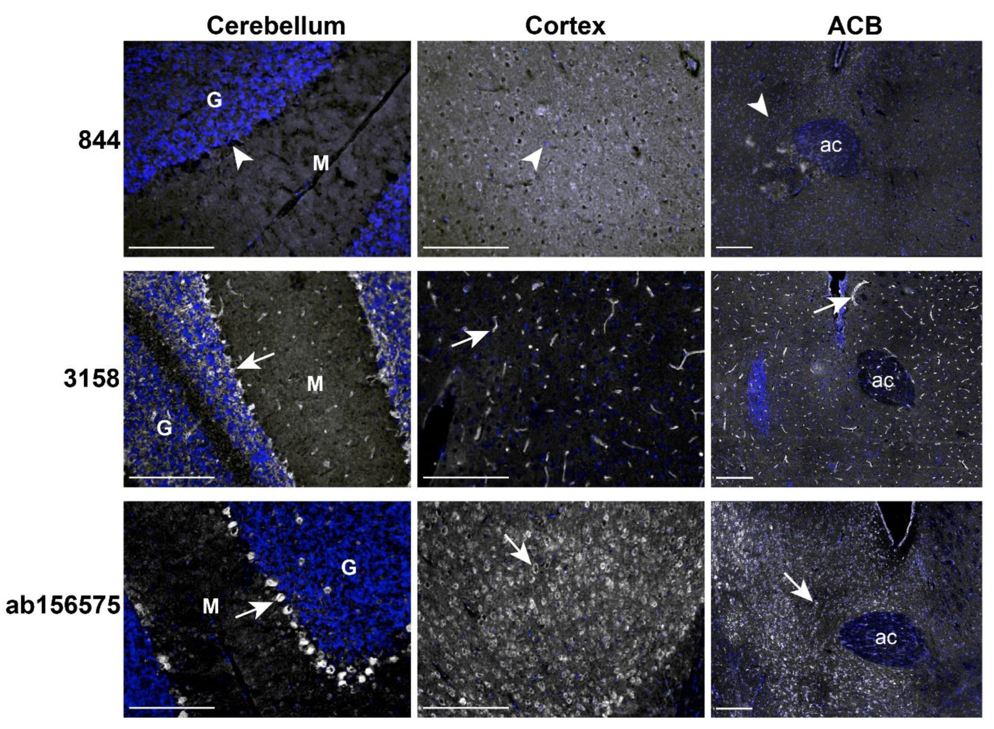 Ijms 23 16035 g006 Ijms 23 16035 g006