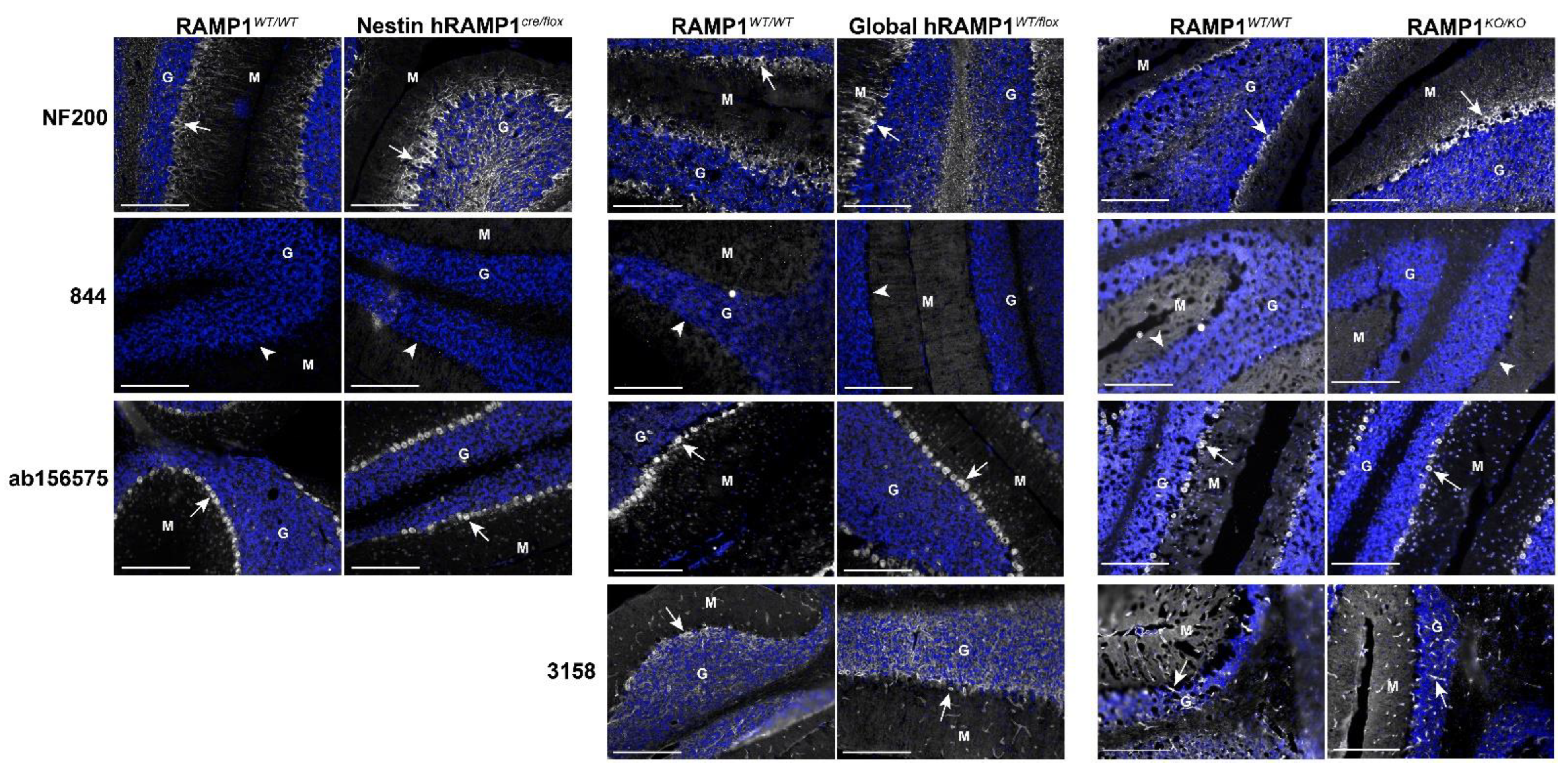 Ijms 23 16035 g007 Ijms 23 16035 g007