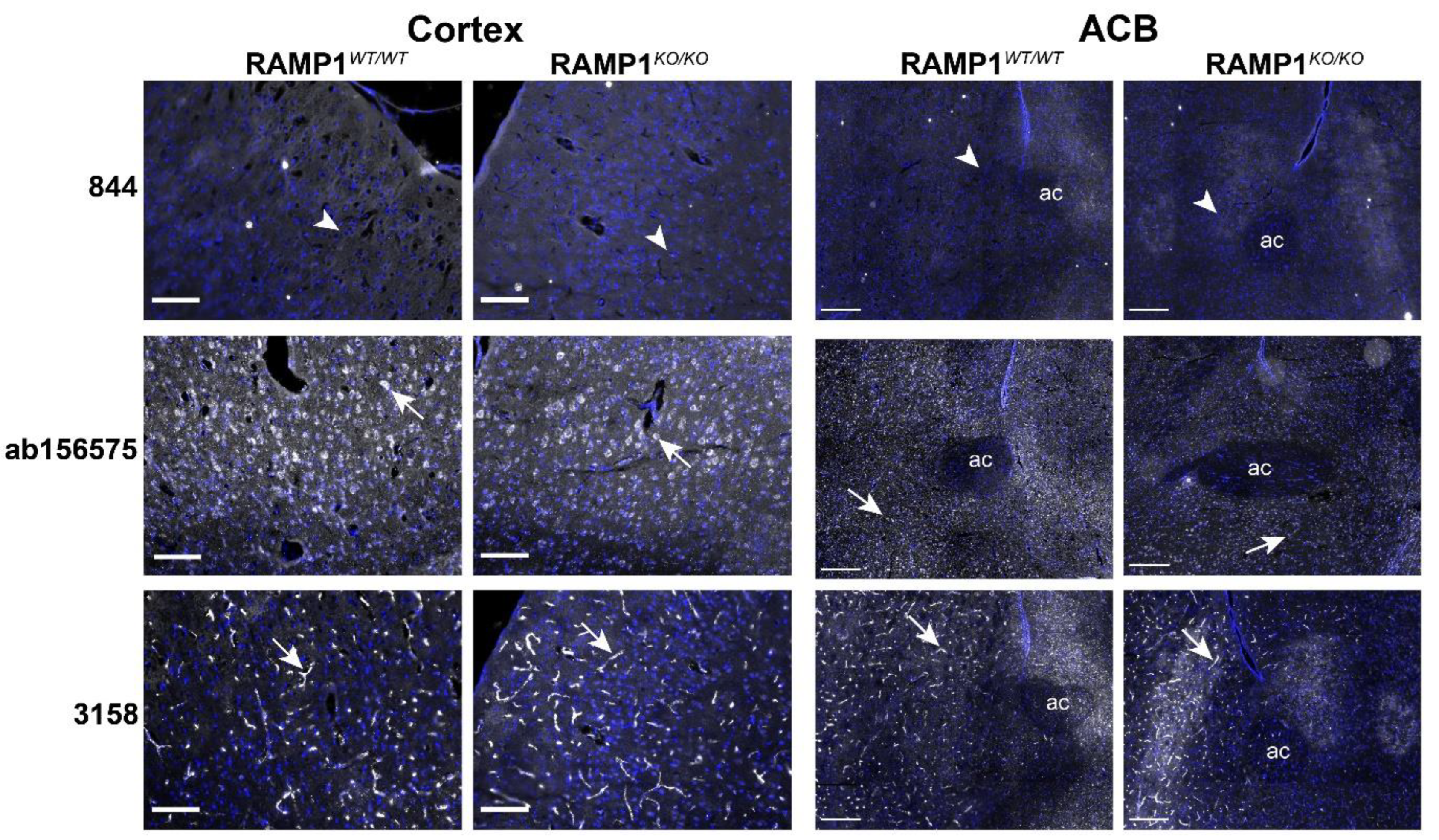 Ijms 23 16035 g008 Ijms 23 16035 g008