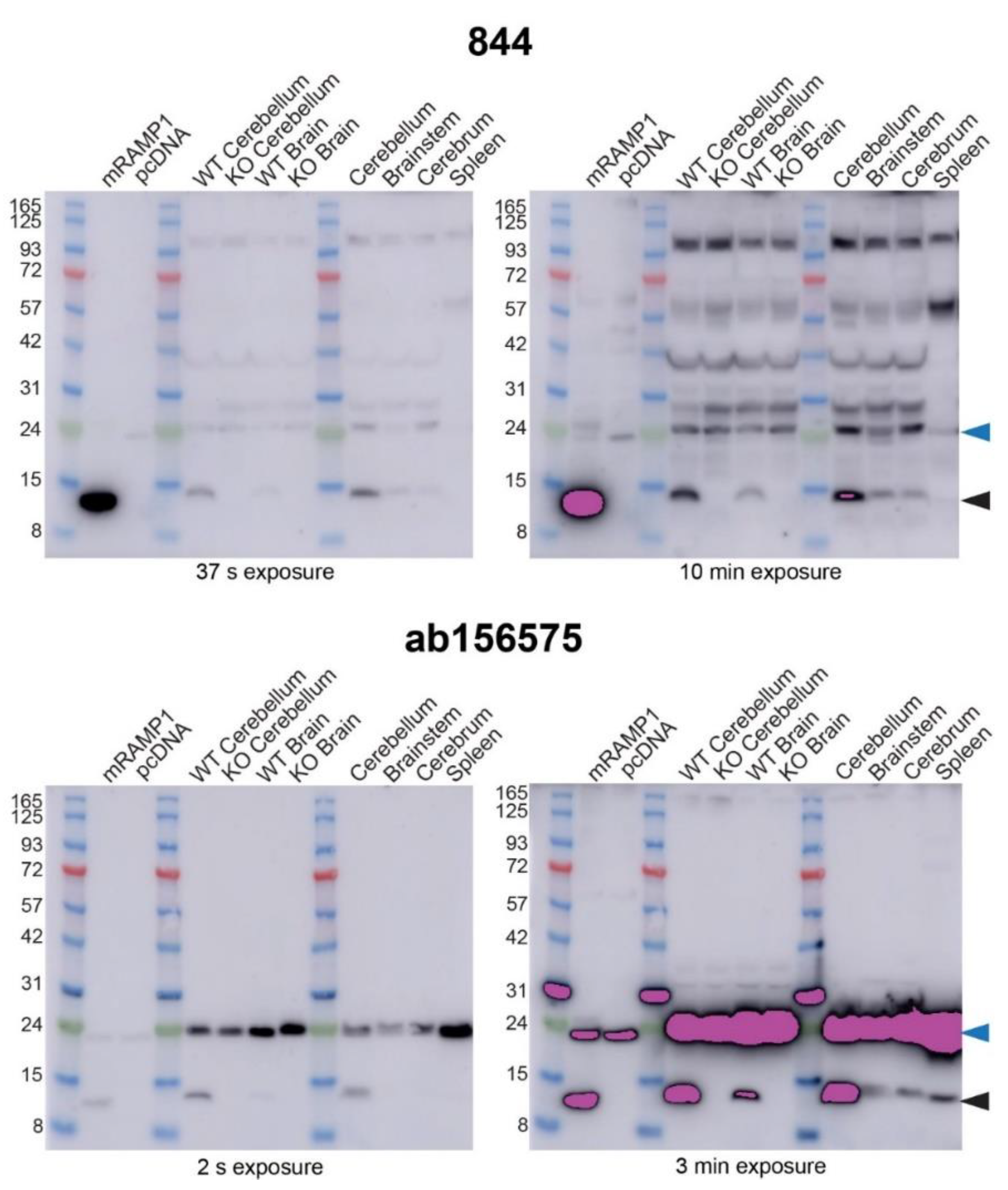 Ijms 23 16035 g009 Ijms 23 16035 g009