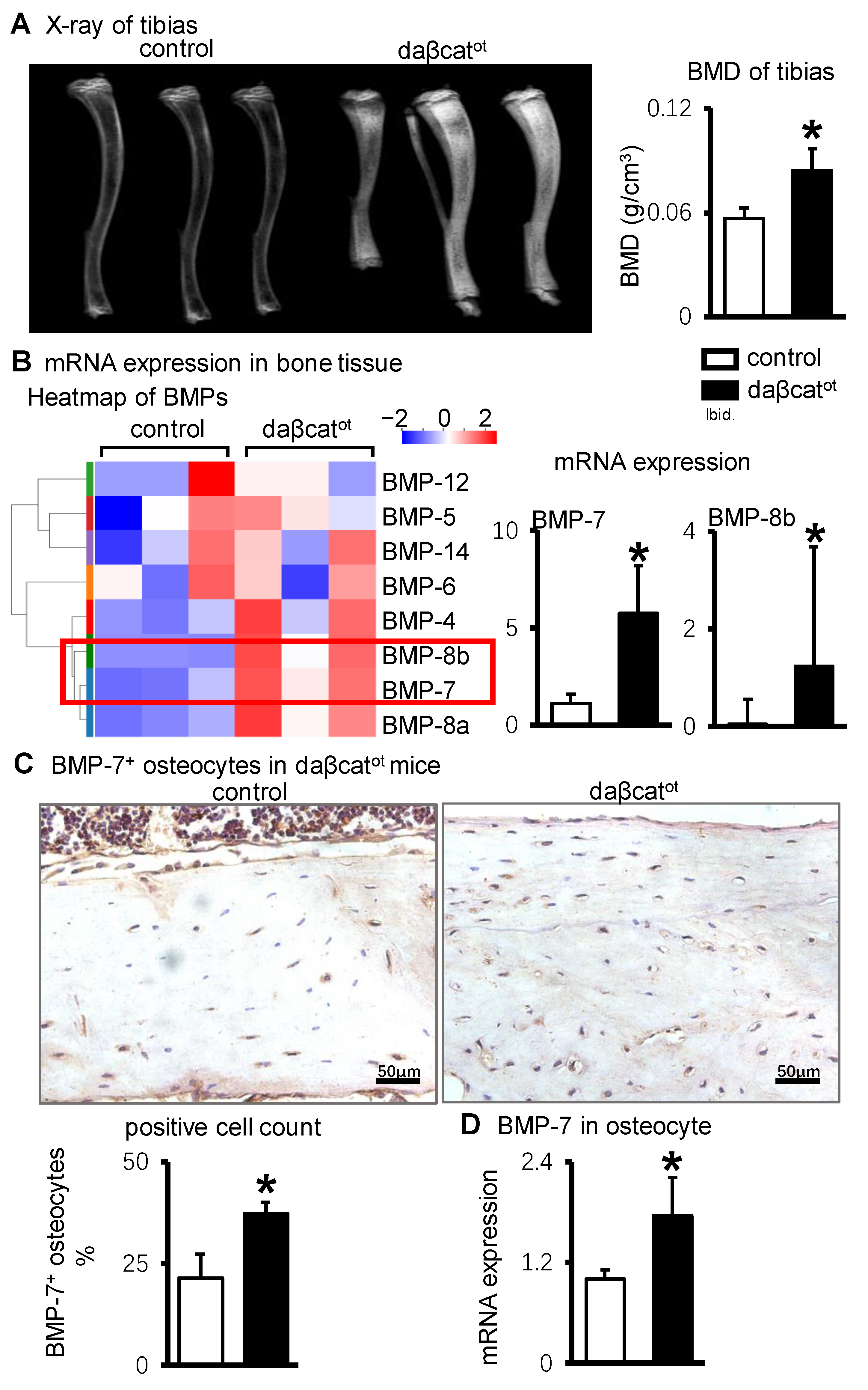 ファッション好きが選ぶ人気ブランドランキング Signaling Wnt/β-Catenin Activating in Promotes Osteocytes ジャケット・アウター
