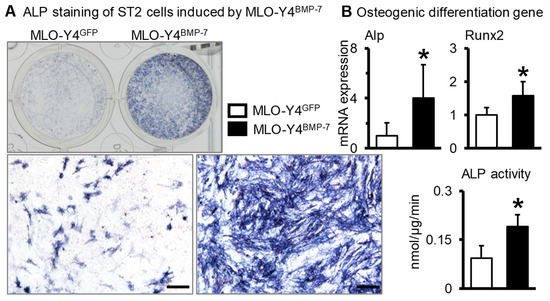 Activating Wnt/β-Catenin Signaling in Osteocytes Promotes
