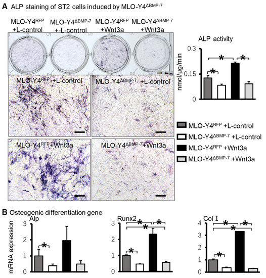 Activating Wnt/β-Catenin Signaling in Osteocytes Promotes