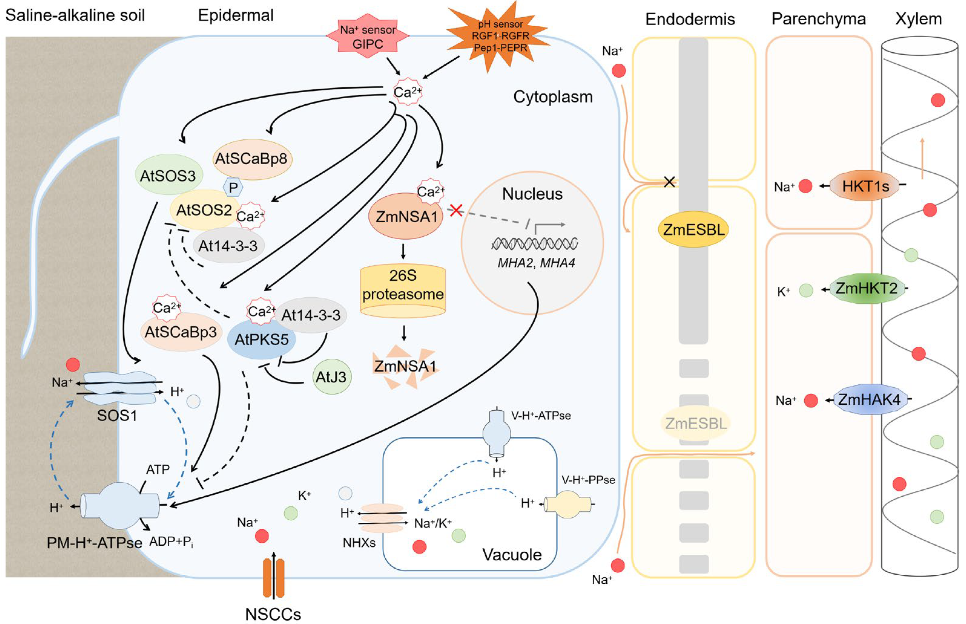 IJMS | Free Full-Text | New Insight into Plant Saline-Alkali 