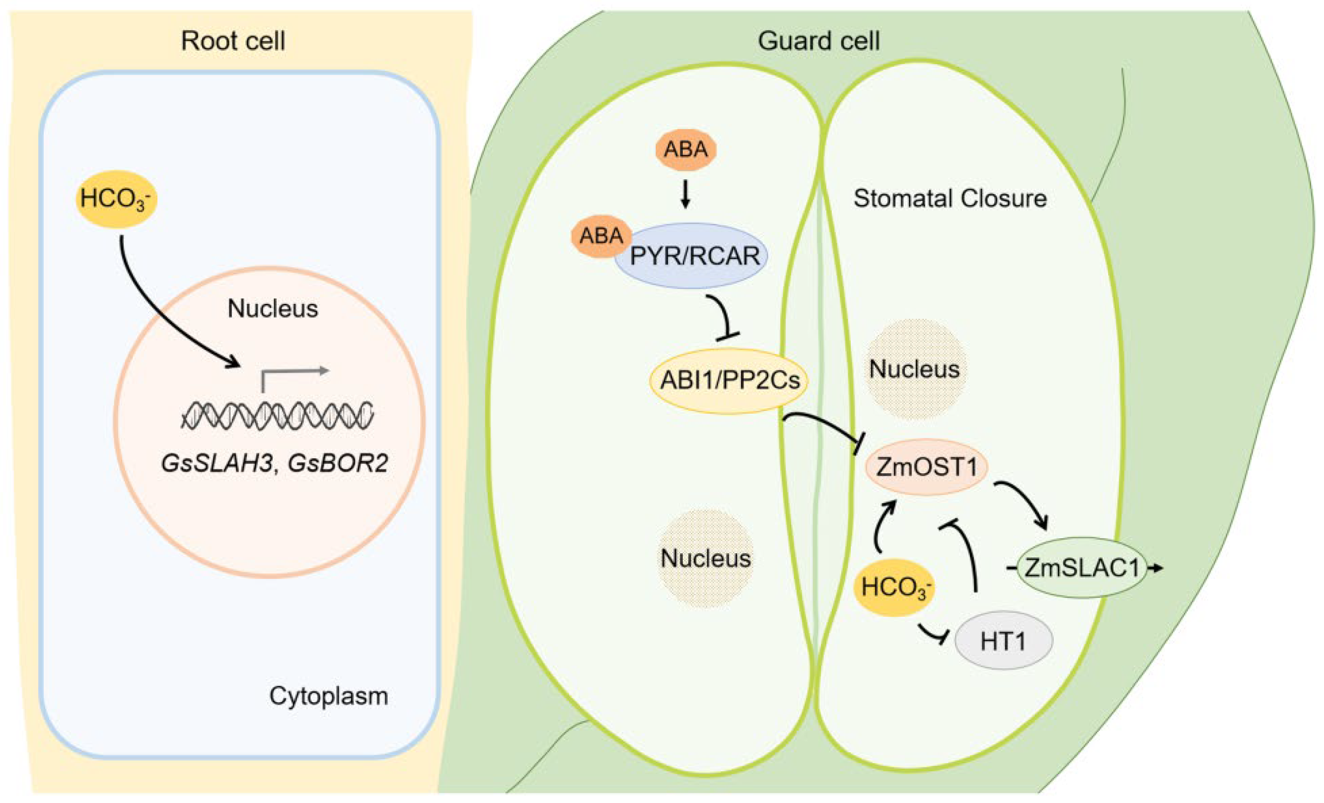 New Insight into Plant Saline-Alkali Tolerance Mechanisms