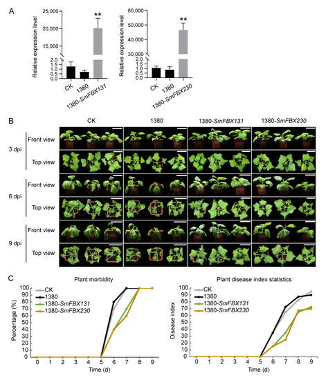 G Genome-Wide Analysis and Characterization of Eggplant F-Box