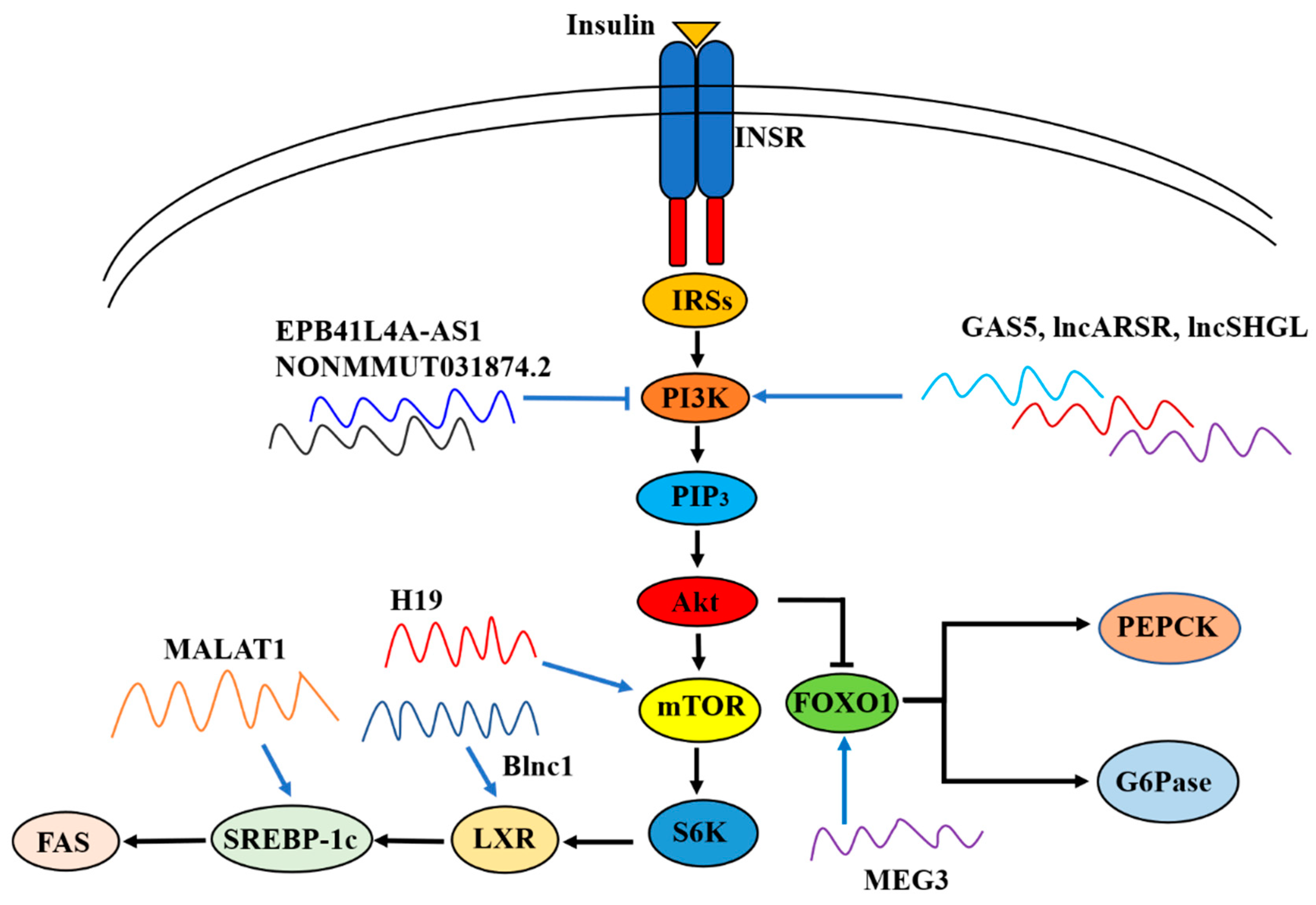 Ijms 23 16054 g002 Ijms 23 16054 g002