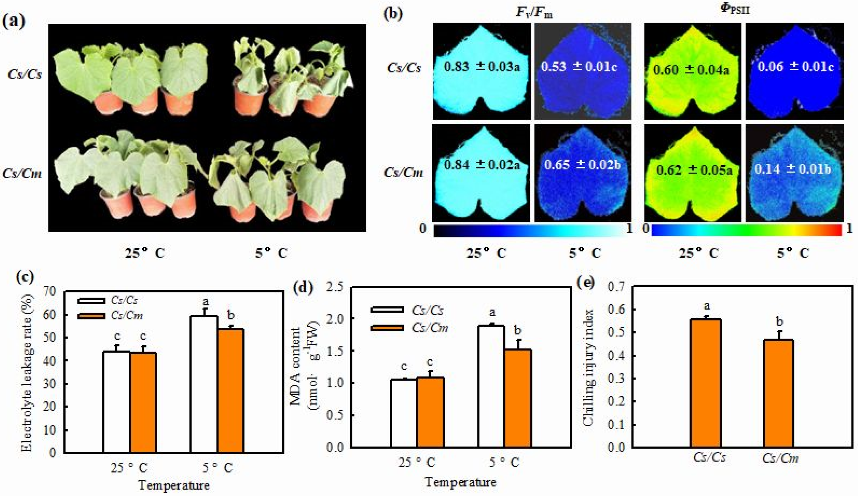 Abscisic Acid Mediates Salicylic Acid Induced Chilling