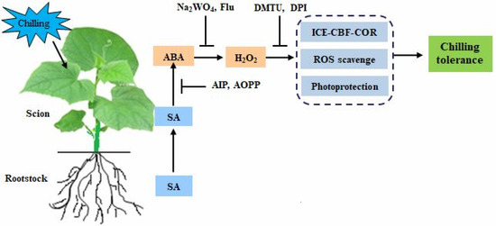 じぇい Abscisic Acid Mediates Salicylic Acid Induced Chilling Tolerance