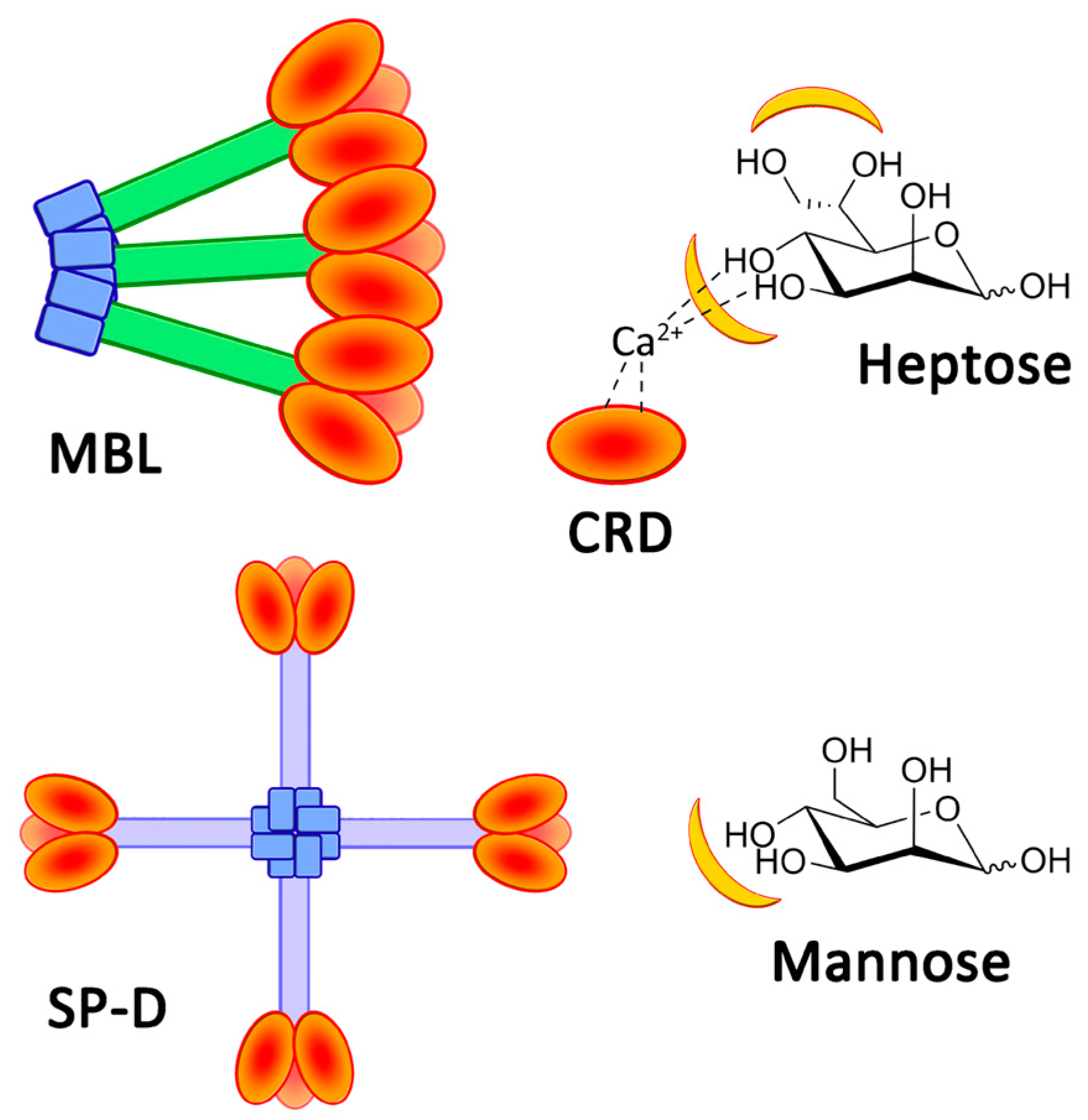 IJMS | Free Full-Text | Labeled TEMPO-Oxidized Mannan Differentiates Binding Profiles within the Collectin Families IJMS | Free Full-Text | Labeled TEMPO-Oxidized Mannan Differentiates Binding Profiles within the Collectin Families