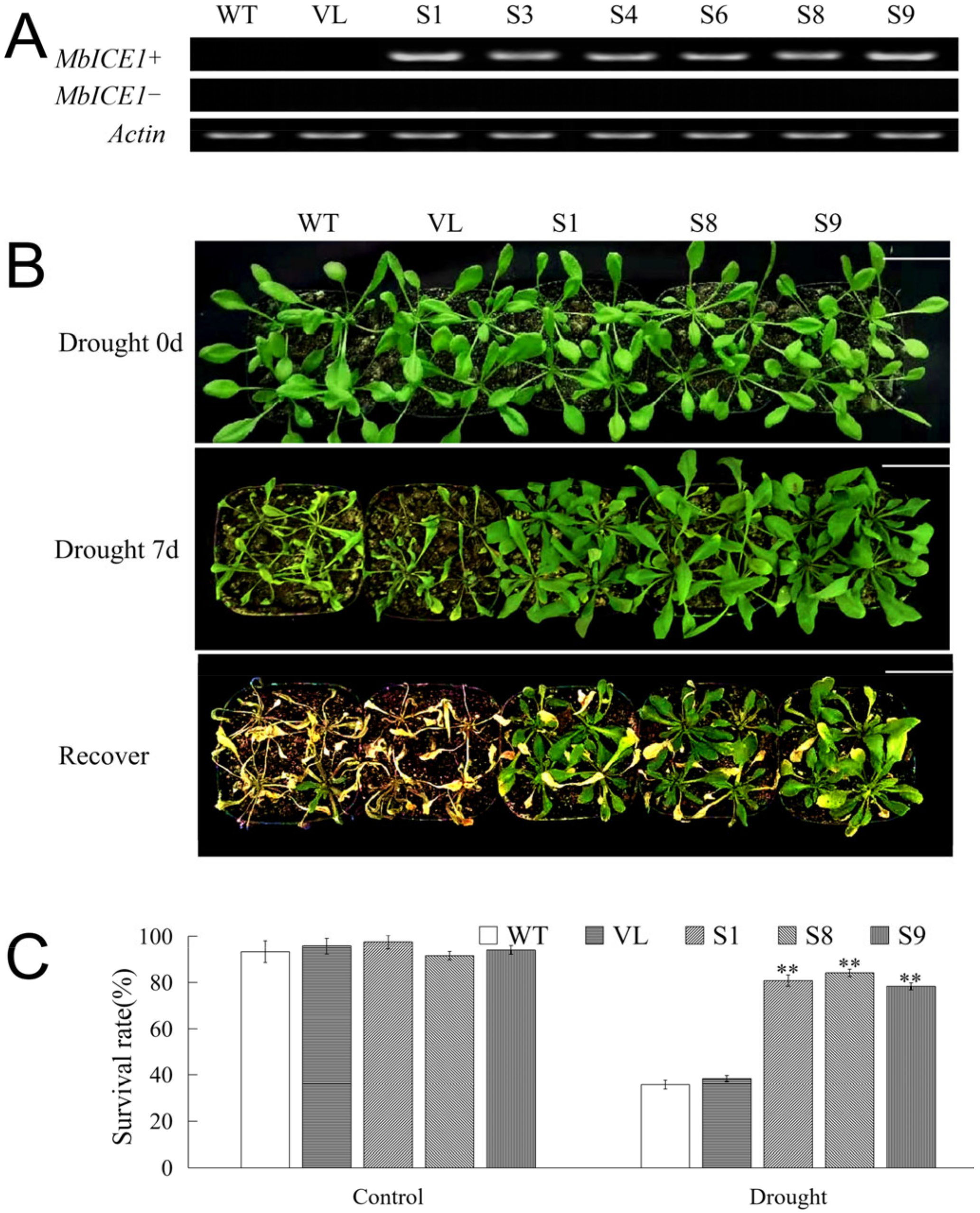 Ijms 23 16072 g005 Ijms 23 16072 g005