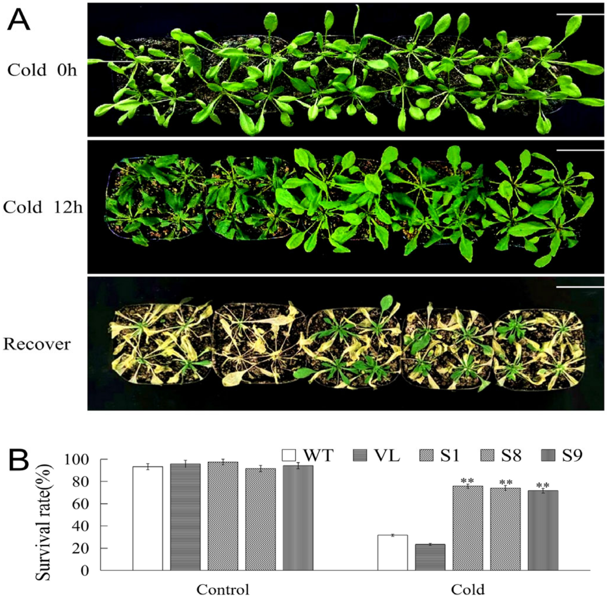Ijms 23 16072 g007 Ijms 23 16072 g007